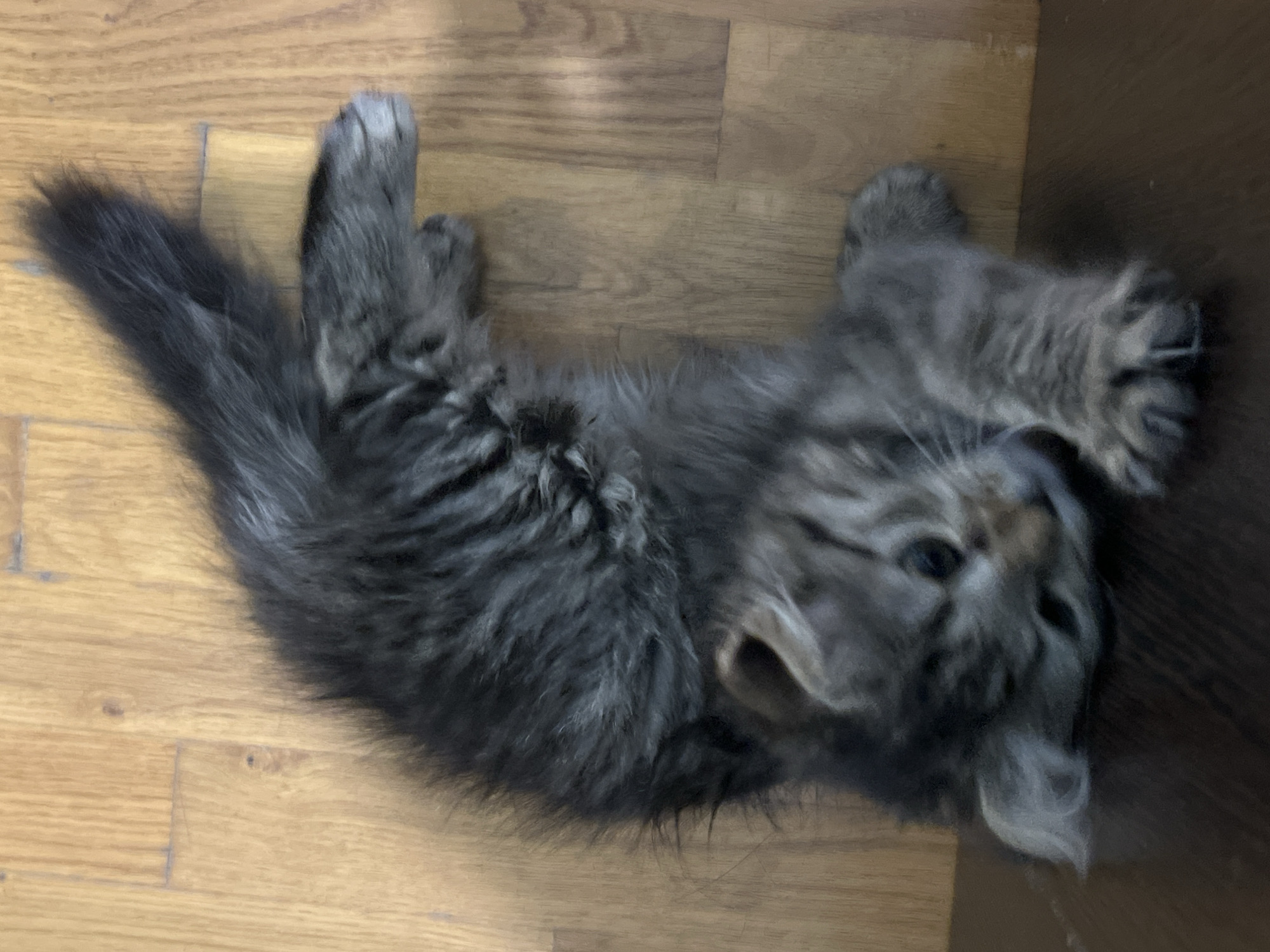 A young, gray tabby kitten with a fluffy tail is lying on its back on a wooden floor. The kitten's body is curved, with its head resting on a dark brown surface. Its eyes are open and looking upwards. The background is a light-colored wooden floor with visible planks. The scene is likely indoors, possibly in a residential setting in Smolenskaya, Russia.