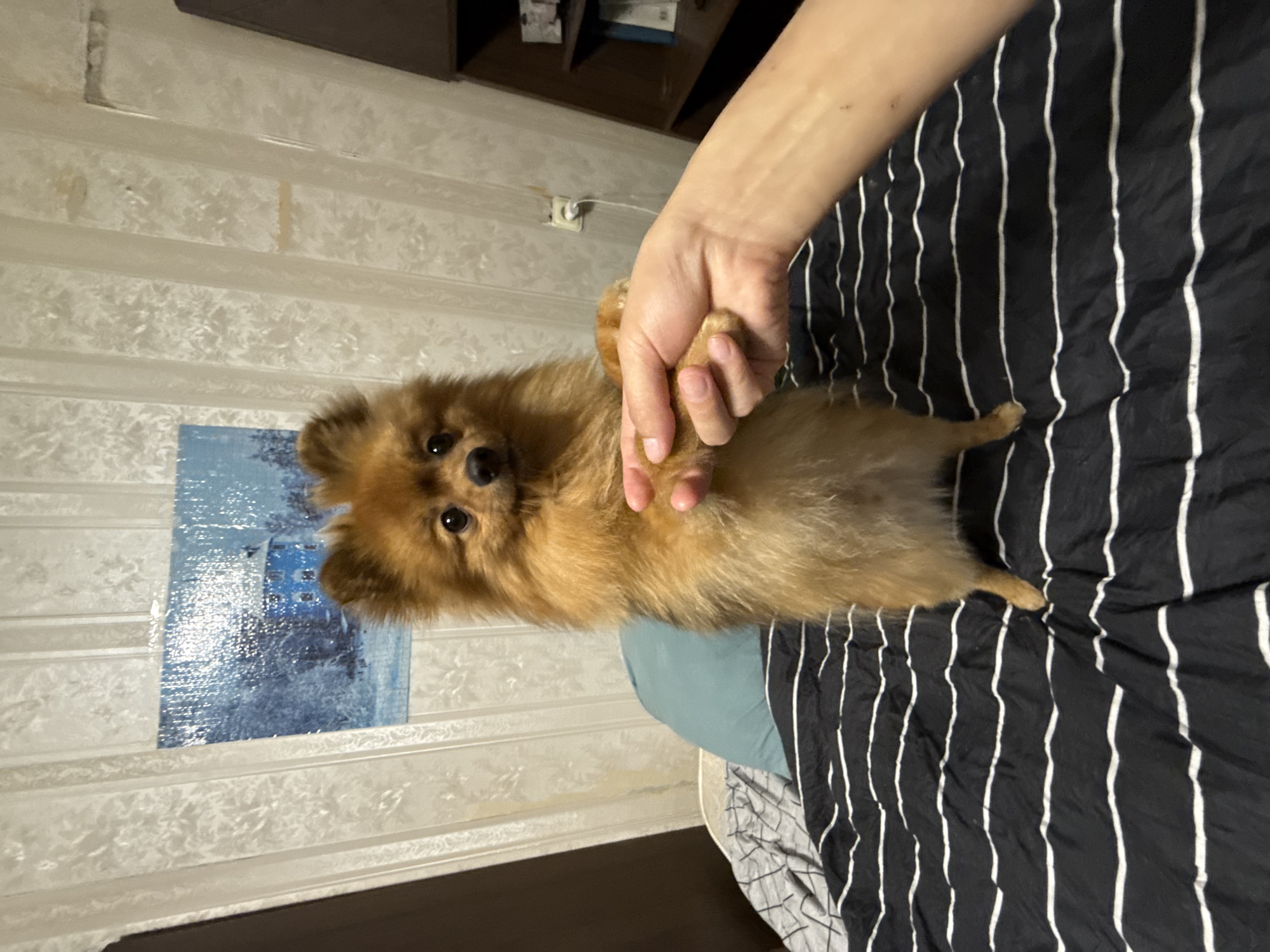 A Pomeranian dog stands on its hind legs on a bed with black and white striped bedding, shaking hands with a person whose arm and hand are visible in the foreground. The dog has golden-brown fur and is looking at the camera. Behind the dog, a light-colored textured wallpaper with a vertical pattern is visible, adorned with a blue and white landscape painting of a house in a snowy forest. To the right, a dark wooden shelf unit with books and other items is partially visible. The room appears to be a bedroom. The scene is indoors, with no specific indicators of the city of Khimki, Russia.