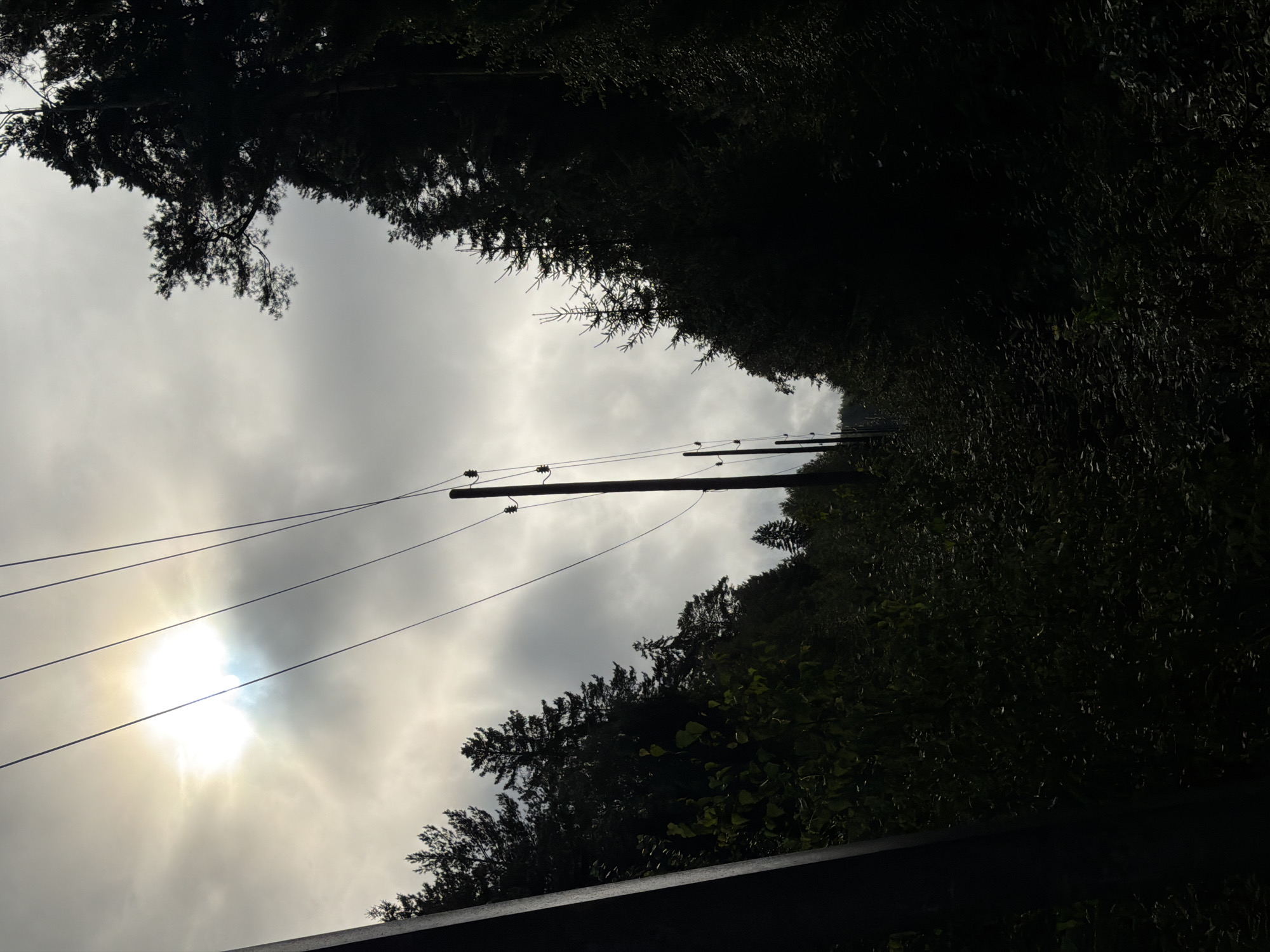 The image depicts a view looking upwards towards a cloudy sky with the sun partially visible through the clouds. Several power lines stretch across the frame, supported by wooden utility poles. The scene is framed by dark silhouettes of dense trees and foliage, suggesting a forest or wooded area. The bottom portion of the image is dominated by dark, lush greenery, with some lighter green leaves visible in the foreground. The overall lighting is dim, with the bright sun creating a high contrast against the dark shadows. There are no people visible in the image. The location is identified as being in the city of Chaikovsky, Russia, likely an outdoor setting with power infrastructure within a natural environment.