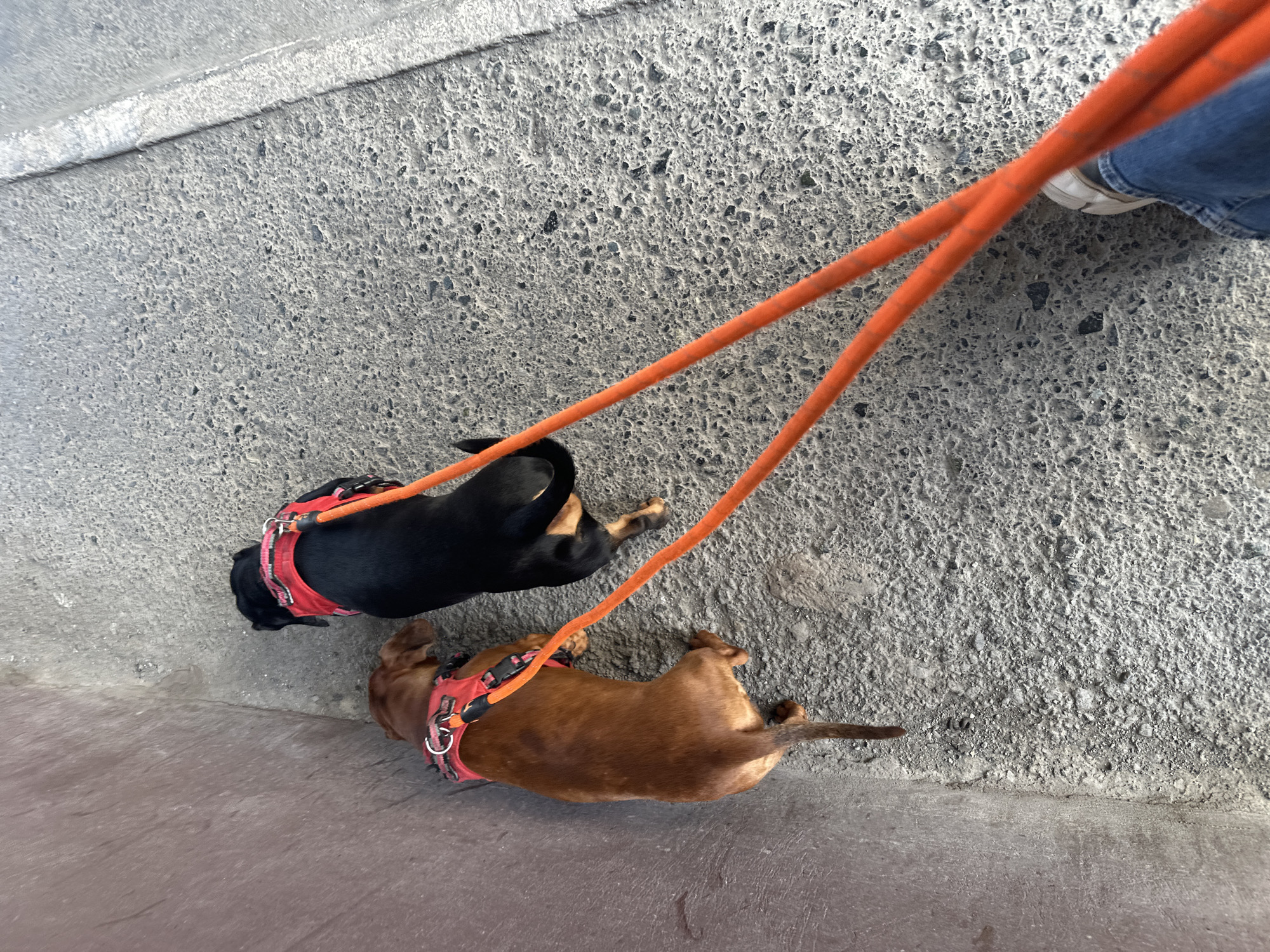 Two dachshunds, one black and one brown, are lying on a rough, grey, textured surface. They are both wearing red harnesses with black accents and silver D-rings. Orange leashes are attached to the harnesses, extending out of the frame. The dogs appear to be resting or relaxing. The ground surface is uneven and granular, suggesting an outdoor environment such as a sidewalk or patio. The lighting suggests it is daytime. The perspective is from above, looking down at the dogs and the ground.