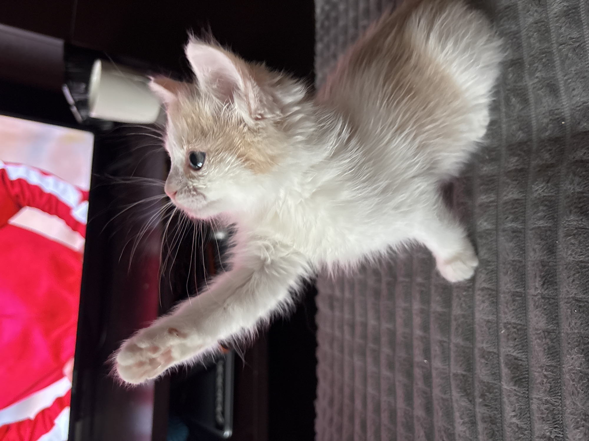 A kitten with white and tan fur extends a paw toward a television screen. The background includes a dark surface and gray textured fabric. The location in Perm, Russia is not discernible.