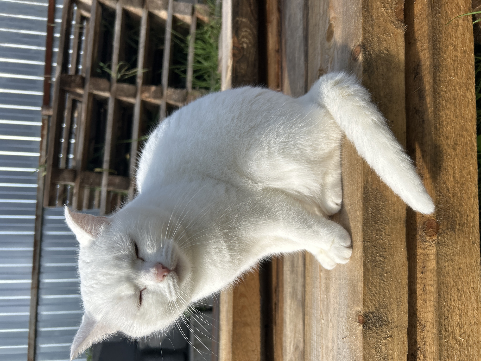 An all-white cat with its eyes closed is sitting on a wooden surface. The cat has pink ears and a pink nose, with long white whiskers. The background consists of a metal fence and wooden pallets. The scene appears to be outdoors in a rural or industrial area, possibly in Chaikovsky, Russia, given the context. The lighting suggests it is daytime, with sunlight casting shadows. There are no people or any other animals visible in the image.