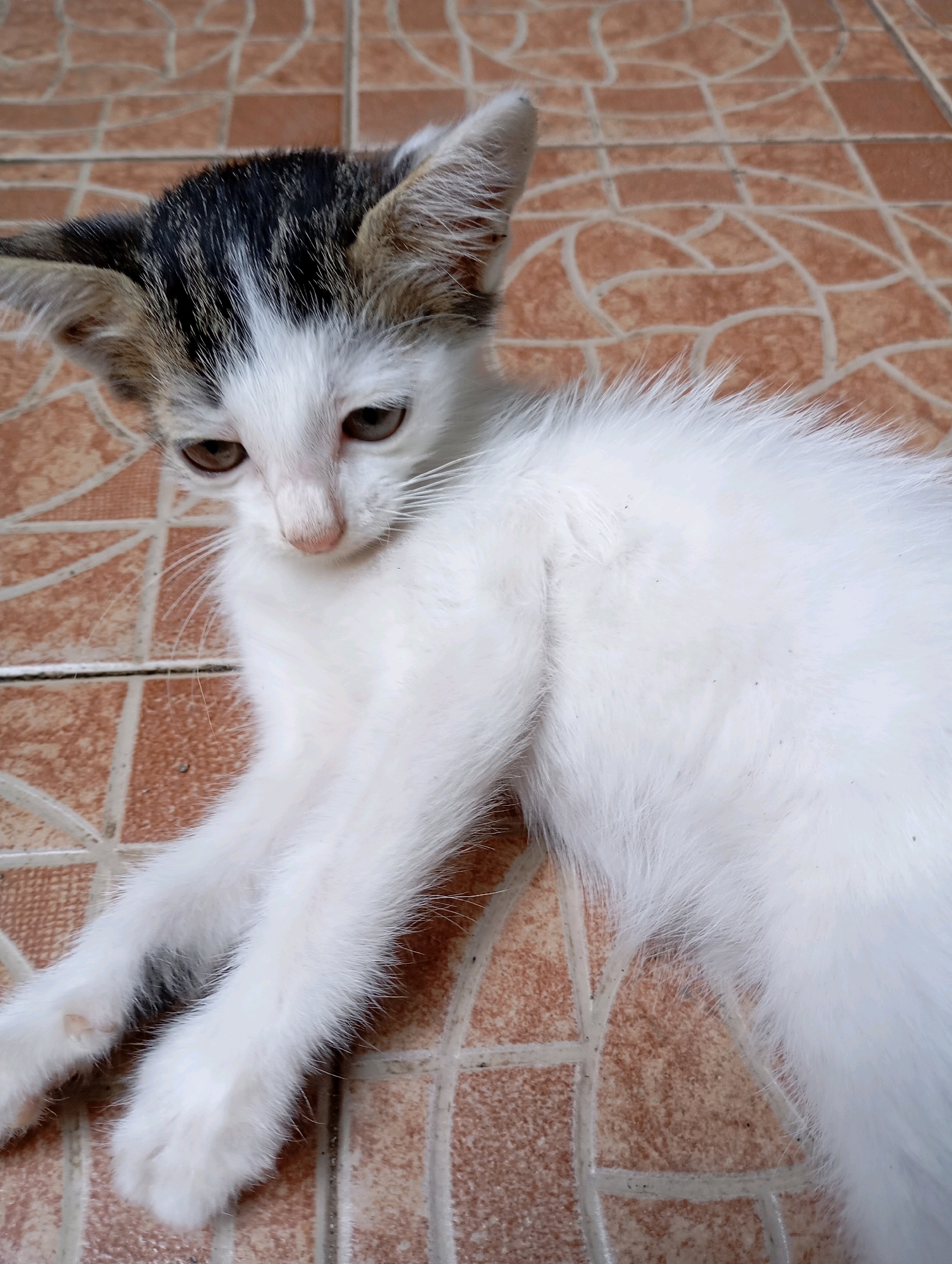 A white and black kitten is lying on a tiled floor. The kitten has brown eyes and white fur with black markings on its head and back. The tiles are a light brown color with a geometric pattern. The scene appears to be outdoors, possibly in a yard or on a patio. There are no people or other animals visible in the image. The overall impression is one of peace and tranquility. The image was taken in Balikpapan, Indonesia.