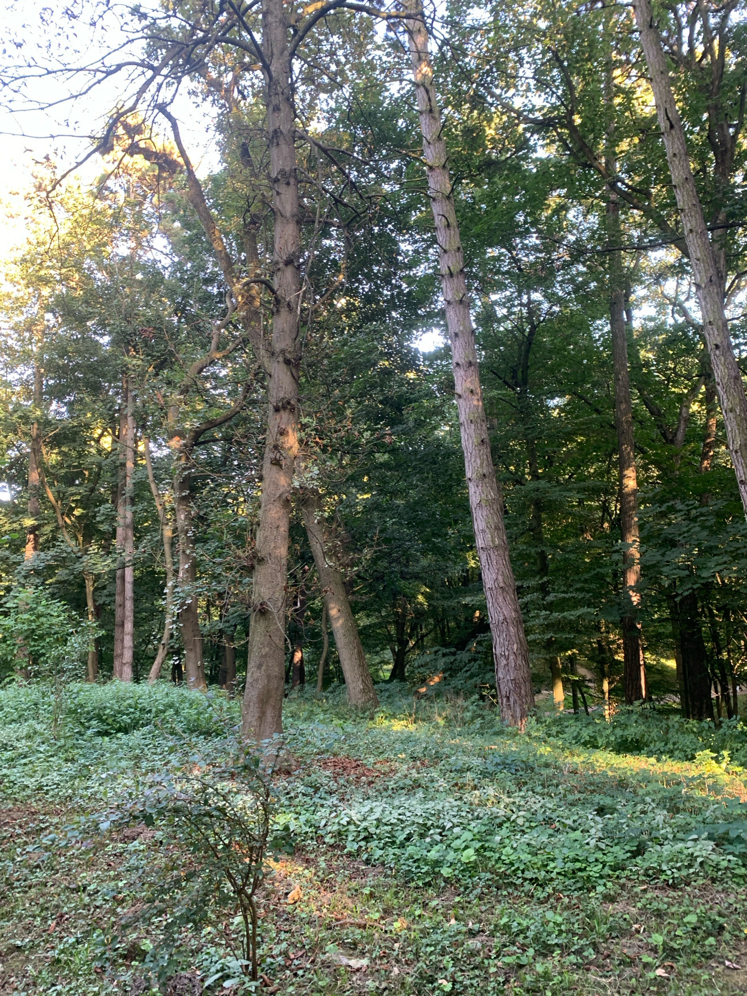 The image depicts a dense forest floor covered with lush green undergrowth and scattered fallen leaves. Several mature trees with rough bark and visible branches dominate the scene, some appearing tall and slender, others thicker and more gnarled. Sunlight filters through the canopy, creating dappled light on the ground and illuminating parts of the tree trunks. The environment appears natural and untamed, suggesting a park or woodland area within the city. While no specific landmarks are visible to pinpoint the exact location in Lviv, Ukraine, the dense foliage and mature trees are characteristic of the city's green spaces, such as Stryiskyi Park or Shevchenkivskyi Hai. No people or animals are present in the image.