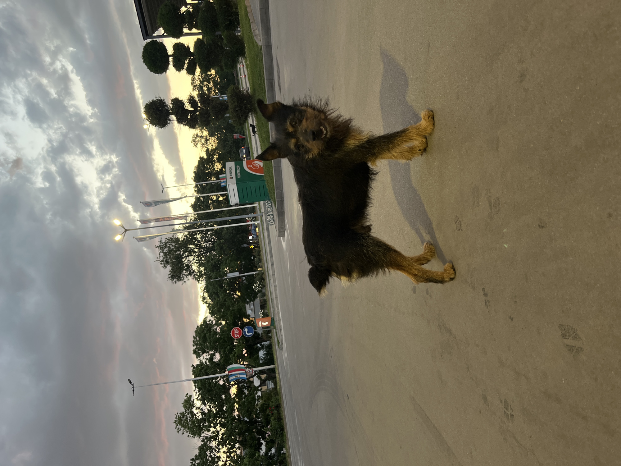 A medium-sized, predominantly black dog with tan legs stands on a paved surface. The dog is looking at the camera with its front legs outstretched, seemingly in a playful stance. The background reveals a city scene with trees, streetlights, flags, and a green sign with the inscription "Инса Ойл." There are several street signs in Bulgarian, notably the "СТОП" sign, signifying a stop sign. Based on the signs and general appearance, the location is most likely in Plovdiv, Bulgaria. The sky is overcast with hints of a sunset glow, suggesting dusk or early evening. The pavement appears clean and dry.