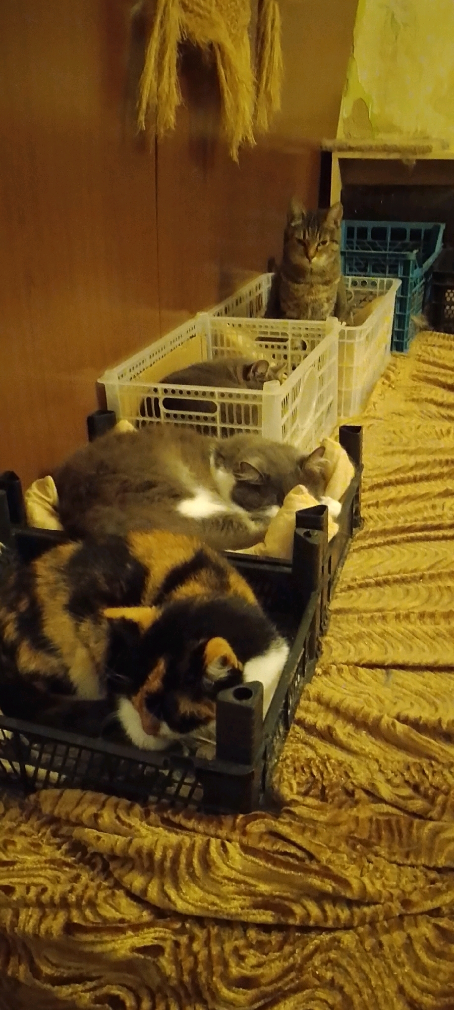The image depicts a dimly lit indoor scene, likely a domestic setting. In the foreground, a calico cat is curled up asleep in a black plastic crate. Behind it, a grey and white cat sleeps in a white plastic crate. Further back, another grey cat is partially visible sleeping in a white crate. In the background, a tabby cat sits upright in a white crate, looking towards the camera. The cats are positioned on a textured yellow surface, possibly a blanket or upholstery, which appears to have a patterned design. Behind the crates, a wooden surface and a portion of a blue plastic crate are visible. The overall impression is one of cats resting in a cluttered, possibly storage-oriented, area. There is no discernible information in the image that would indicate the location as Belgorod, Russia.