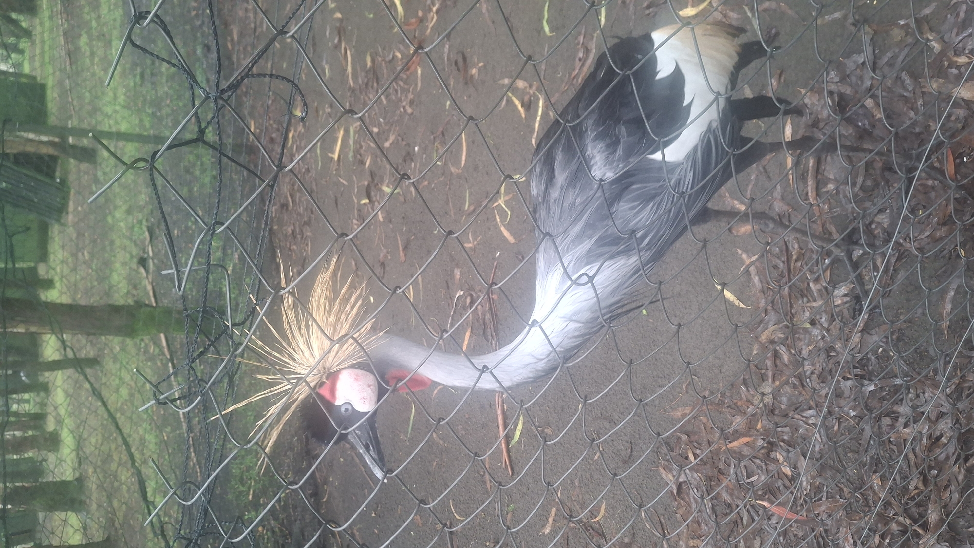 A grey crowned crane is visible behind a chain-link fence in an outdoor enclosure. The crane has a black head with distinctive gold, spiky feathers, a white cheek patch, and a red wattle. Its neck is long and slender, with grey and white plumage. Its body is predominantly grey with black and white markings on its wings and tail. The ground of the enclosure is dirt and covered with fallen leaves. In the background, trees are visible, suggesting a naturalistic setting, possibly within a zoological park. The image is taken from a slightly elevated angle. The location is identified as Shekvetili, Georgia.