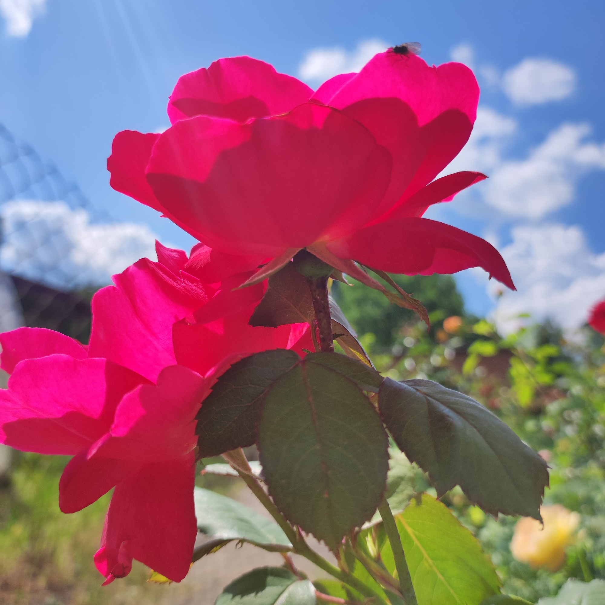 In Navoloki, Russia, a close-up, low-angle shot captures two vibrant pink rose blossoms against a bright blue sky dotted with fluffy white clouds. The foreground is dominated by the textured petals of the roses, with one blossom partially obscuring another. A small, dark insect, possibly a fly, is perched on the edge of the upper rose petal, silhouetted against the sky. Sunlight streams down, creating bright highlights and shadows on the petals. Green rose leaves with serrated edges are visible below the blossoms, some in sharp focus and others blurred in the background. A blurry wire fence can be seen in the upper left corner, suggesting a garden or fenced area. The overall scene is bathed in natural light, conveying a sense of a sunny day outdoors.