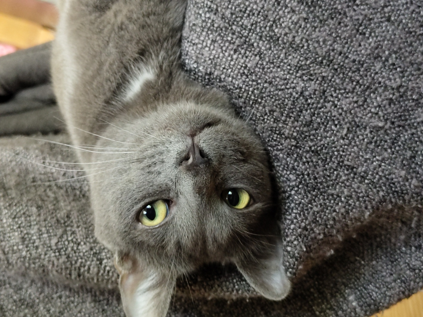 A gray cat with yellow eyes lies upside down on a gray textured surface. The cat has a small patch of white fur on its chest. The background is indistinct.