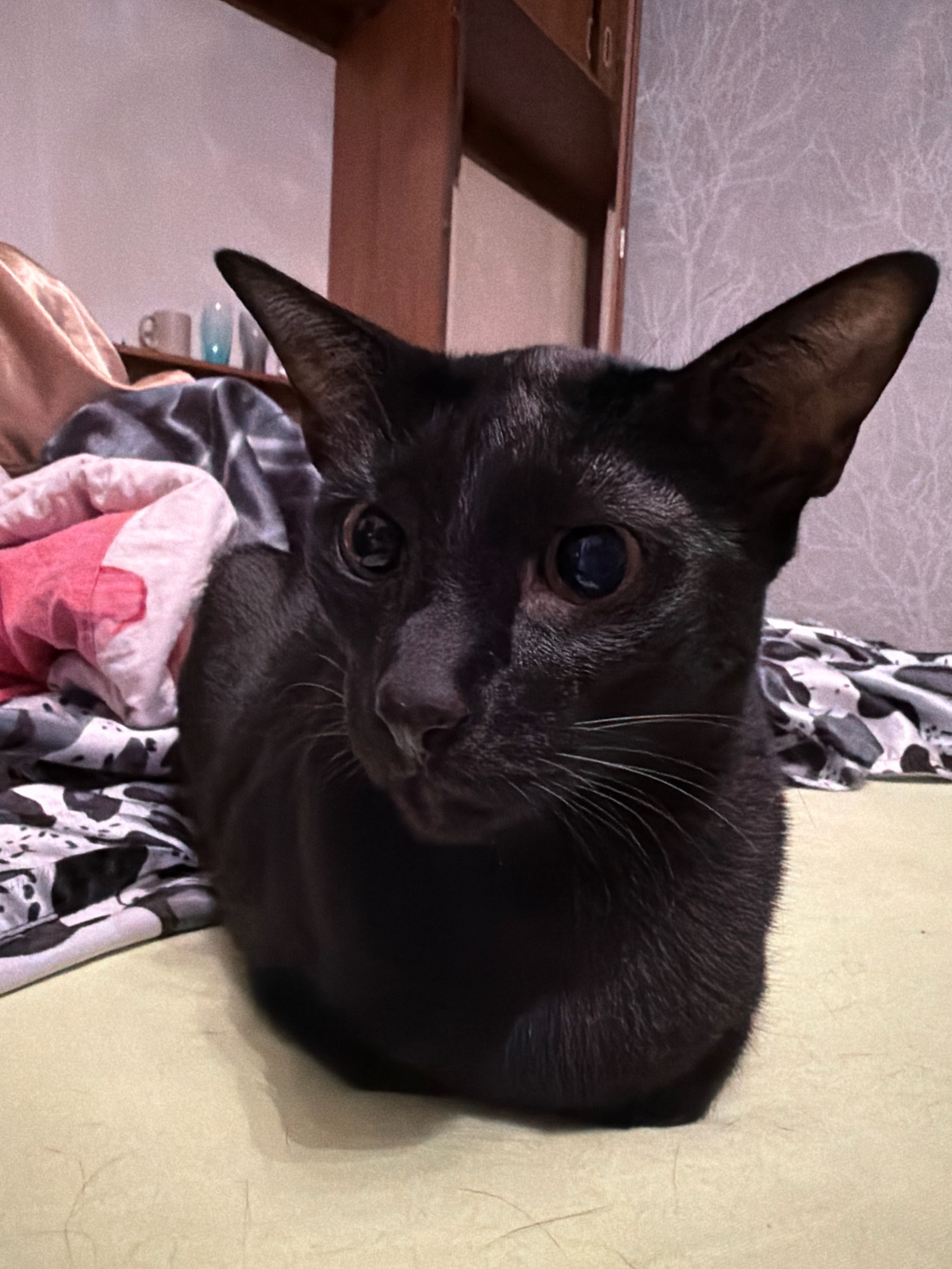 A black cat is resting on a bed in what appears to be a bedroom. The cat is facing forward with its ears perked up. The bed is covered with various blankets, one of which has a pink and white heart pattern. In the background, there is a wooden headboard and a wall with textured wallpaper. The lighting in the room is dim, casting shadows. The scene is peaceful and domestic.