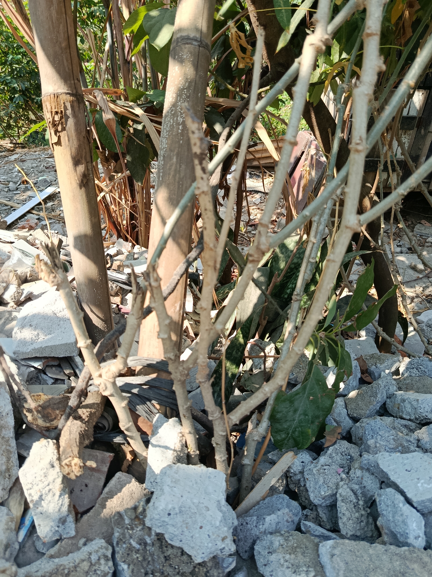 This close-up, eye-level outdoor photograph captures a tangle of thin, dry branches in the foreground, obscuring a variety of elements behind them. Prominent vertical bamboo stalks are visible, their surfaces weathered and textured. Scattered around the base of the bamboo are piles of rubble, consisting of gray and white concrete chunks, bricks, and other debris. In the background, lush green foliage from plants and trees is visible, creating a contrast with the dry branches and rubble. The lighting suggests a sunny day, casting shadows and highlighting the textures of the materials. The scene appears to be a disused or neglected area, possibly a construction site or a backyard with accumulated waste, located in Wanasari, Indonesia. No people or animals are present in the frame.