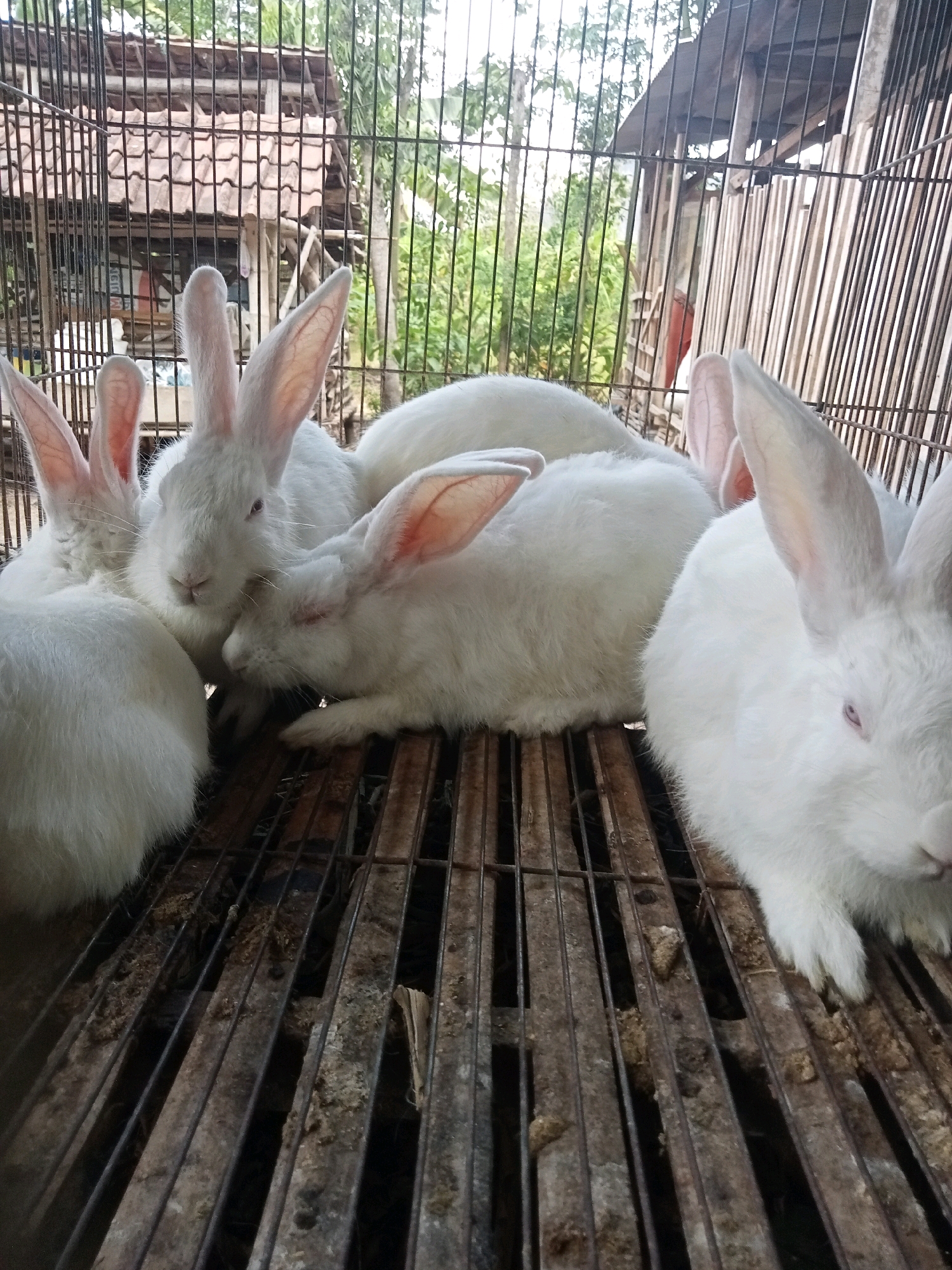 In Trenggalek, Indonesia, a close-up shot captures a group of white rabbits huddled together in a cage. The cage floor is made of rusty metal grates, with some organic debris visible between the slats. The rabbits, mostly white with pink ears, are the central focus, their fur soft and fluffy. Some of the rabbits are looking towards the camera, while others have their heads down or are nestled against each other. In the background, the cage bars form a grid pattern, revealing a glimpse of a rustic structure with a tiled roof and lush green foliage beyond. The lighting suggests it is daytime, with natural light filtering into the cage.