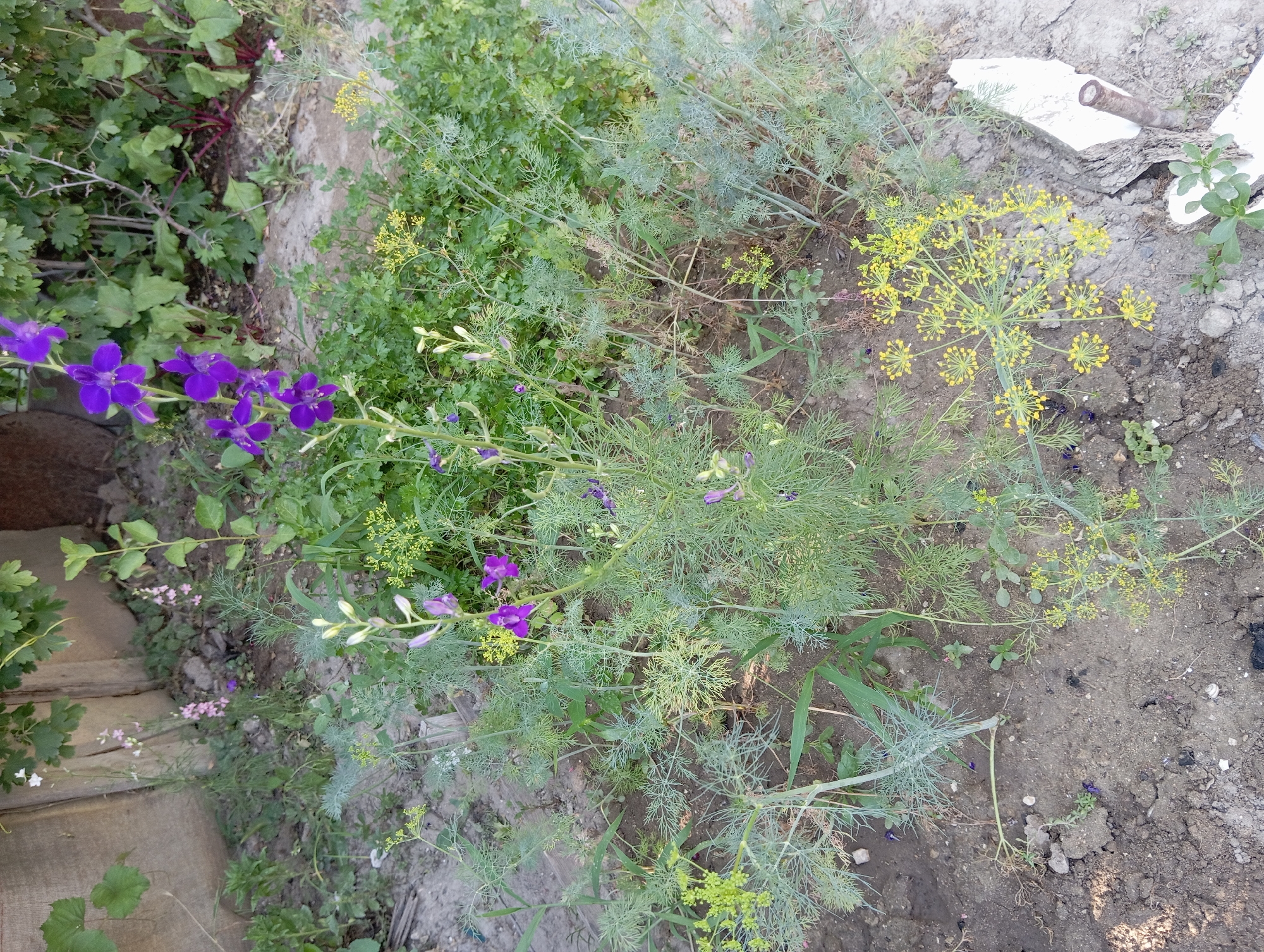 A close-up, high-angle shot captures a patch of ground in Aktau, Kazakhstan, dotted with various plants and flowers. Prominent are several stalks of tall purple flowers with delicate petals, resembling delphiniums, interspersed with feathery green foliage and clusters of tiny yellow flowers. The ground beneath is a mixture of soil and small stones. In the background, a wooden fence and larger green plants with hints of red are visible. The scene is outdoors, suggesting a garden or natural area.