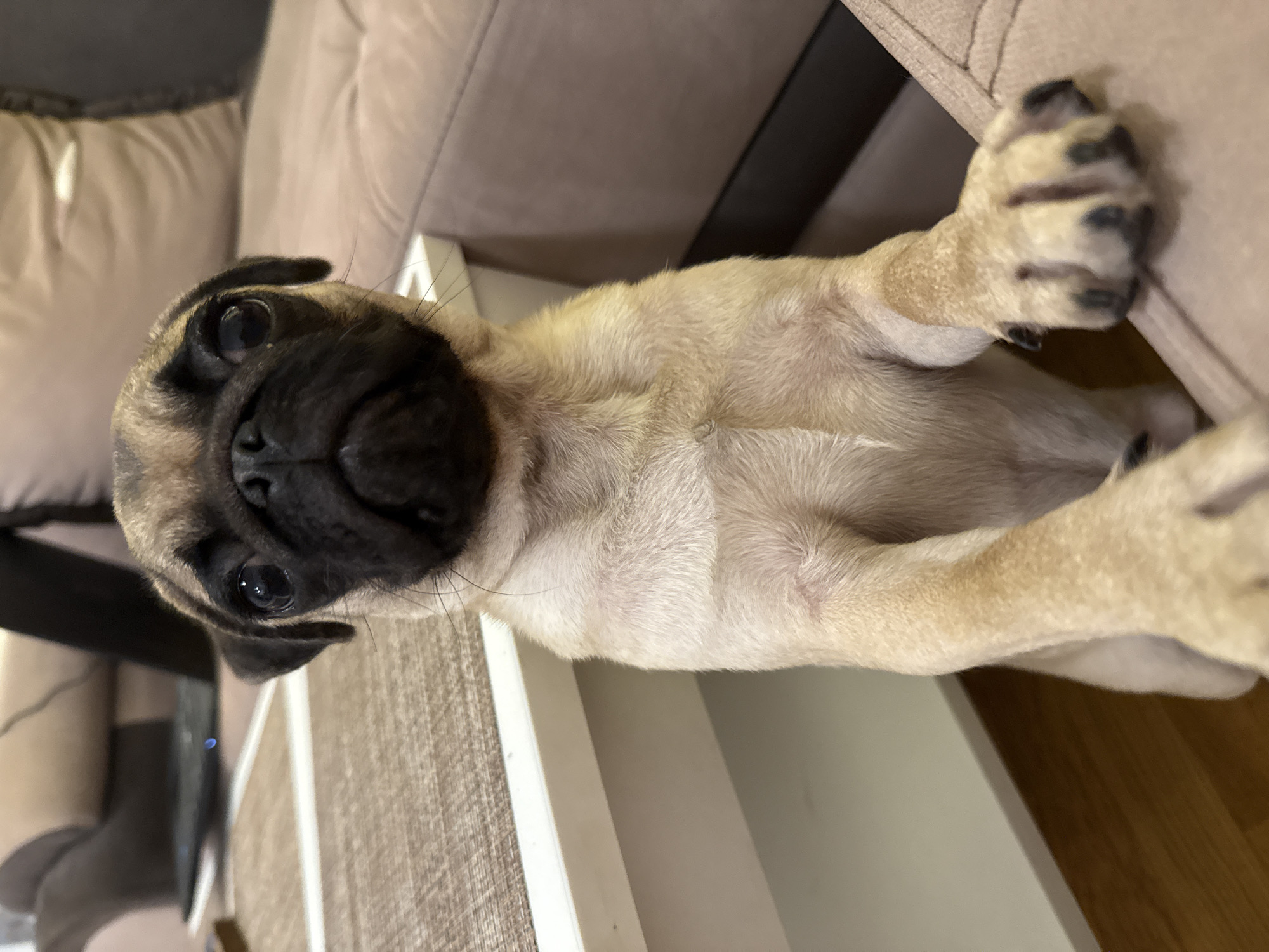A fawn-colored pug puppy stands on its hind legs, with its front paws resting on a tan upholstered surface, likely a couch. The puppy faces the camera, its head tilted slightly. Its eyes are dark and round, and its wrinkled muzzle is prominent. The background includes a white table with a textured brown runner and a section of a brown couch. A laptop is visible on the table in the upper left corner of the image. The flooring appears to be wood. The scene is indoors, likely a living room.