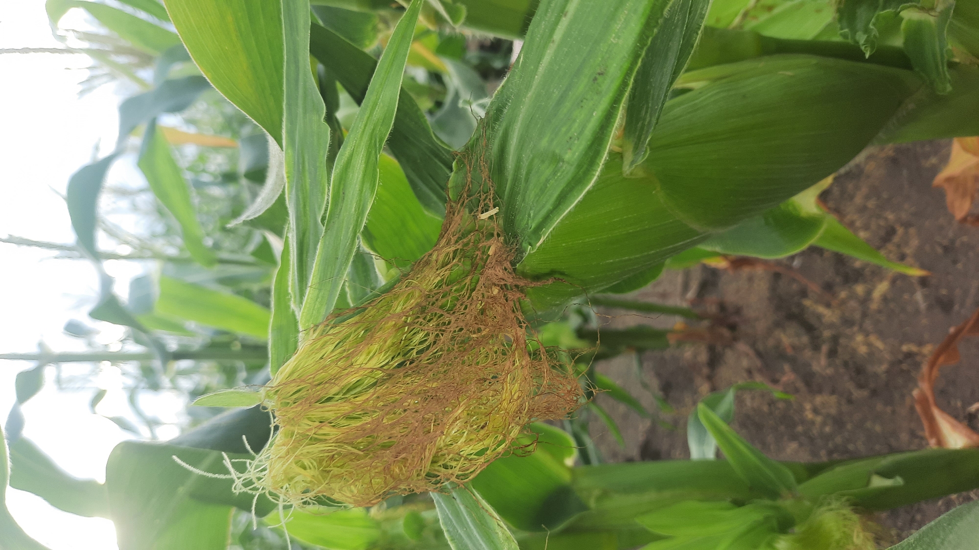 The image shows a close-up of a corn cob with its silk still attached. The corn stalks are green and lush, and the ground beneath them is dark soil. The background is blurred, but it appears to be a cornfield stretching into the distance, with the sky visible at the top. The lighting suggests it is either early morning or late afternoon, with the sun casting a soft glow through the leaves. There are no people or animals visible in the image. The location is identified as Shklov, Belarus.