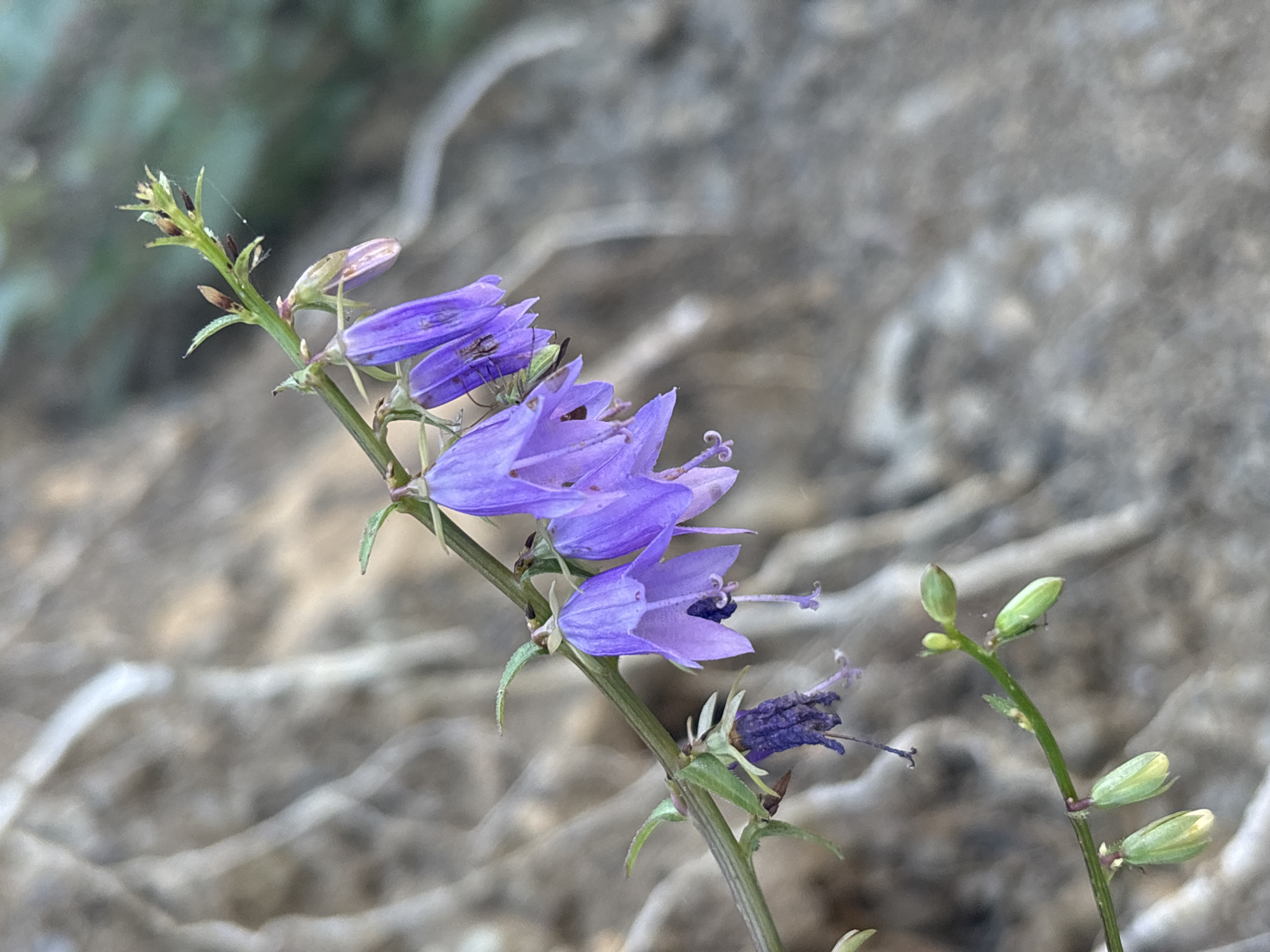 The image shows a close-up of a plant with bell-shaped purple flowers and green buds. The plant is in focus, with a blurred background of what appears to be rocks or dry earth. There are no people or any other discernible objects in the image. The scene does not provide any information about the location within the city of Sochi, Russia.
