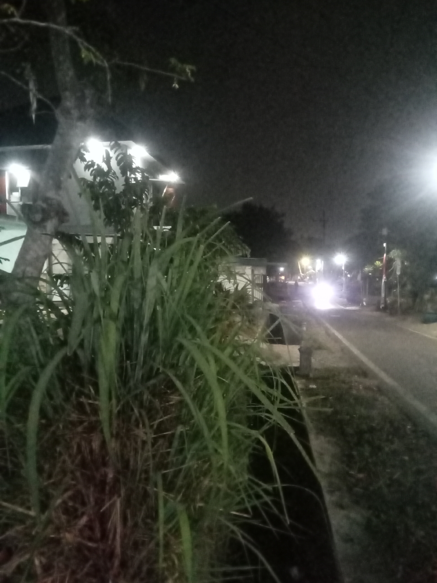 This is a nighttime photograph taken from a low angle, focusing on a clump of tall grass in the foreground. The grass is lush and green, with some dried brown leaves at its base. Behind the grass, a tree trunk is visible, and further back, there is a building with bright lights illuminating its roof and sides. To the right of the building, a paved road runs into the distance. The road appears to be a street in a residential area, with streetlights and houses lining its sides. A vehicle with its headlights on is approaching, creating a bright glare on the road. The sky is dark and overcast, typical of a humid night in Malang, Indonesia. The overall impression is a serene and somewhat mysterious scene, as the darkness of the night is contrasted by the artificial lights of human habitation.