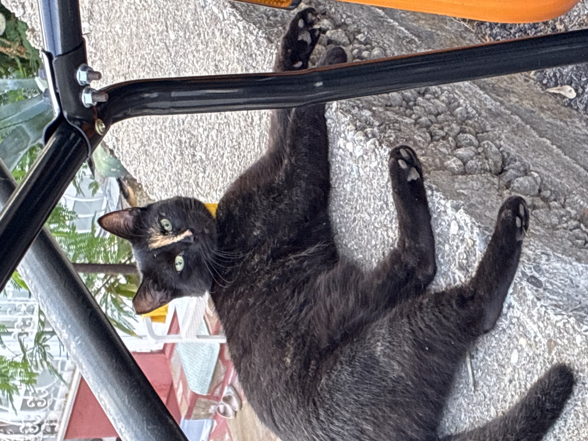 A black and tan cat with green eyes is lying on a textured stone ledge. The cat is positioned on the right side of the image, facing left. Its body is elongated, and its front paws are extended forward. A black metal bar runs diagonally across the upper left portion of the image, obscuring some of the background. Behind the cat, on the left, there is a red wall and a white structure with a green plant. The ground appears to be paved. The scene is outdoors, possibly in a courtyard or on a balcony in Alanya, Turkey, given the architectural style of the building in the background.