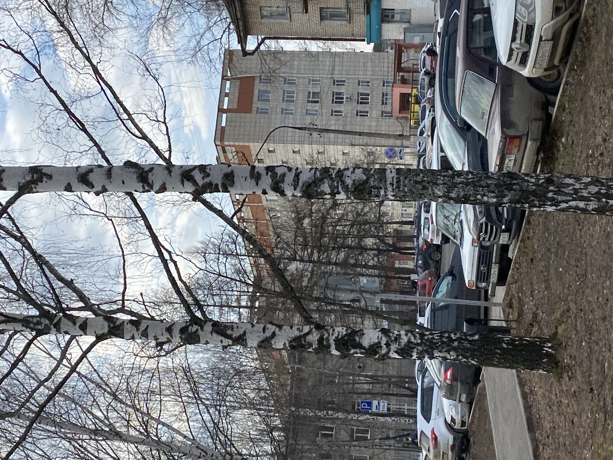 The image shows a street scene in Chaikovsky, Russia, with a row of parked cars along the right side. Two birch trees with distinctive white bark and black markings frame the view, obscuring parts of the background. Bare branches are visible against a cloudy sky. Behind the trees and cars are several multi-story buildings of varying architectural styles. A parking sign is visible near the lower portion of the photo. The ground is covered in dry grass and dirt.