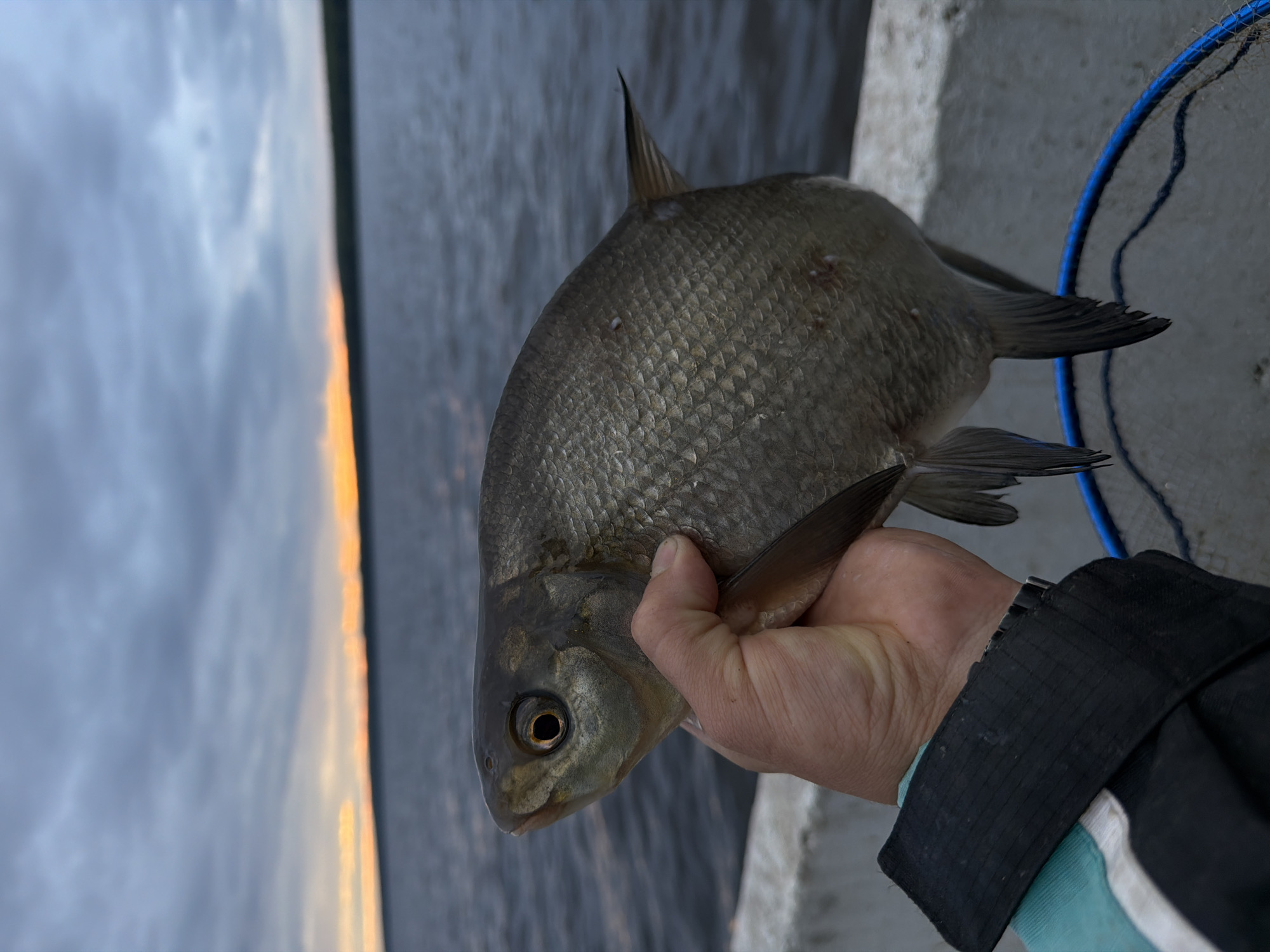 The image depicts a close-up, eye-level view of a person holding a fish at what appears to be a lakeside or riverside location in Chaikovsky, Russia, during dusk or dawn.
A single, right human hand, with visible skin texture and minor discoloration, firmly grips a medium-sized fish horizontally across its body. The fish, appearing to be a freshwater species with large, overlapping scales of a metallic grey-bronze hue, is positioned with its head facing left. Its dark eye features a prominent golden-orange iris. Minor reddish marks are visible on the fish's scales. The person's wrist is partially visible, showing a black jacket cuff with a teal and white striped sleeve, and a metallic watch band underneath the cuff.
The background consists of a vast body of water, exhibiting small surface ripples, extending towards a dark, indistinct landmass or tree line on the horizon. Above the horizon, a narrow, intense band of orange and yellow light suggests either a rising or setting sun. The sky above this band is heavily overcast with varying shades of dark grey and blue clouds. In the lower right foreground, a segment of a bright blue fishing net is partially visible. The hand and fish are in sharp focus, while the background elements are softly blurred. A light-colored, possibly concrete, structure or railing is visible directly beneath the fish.