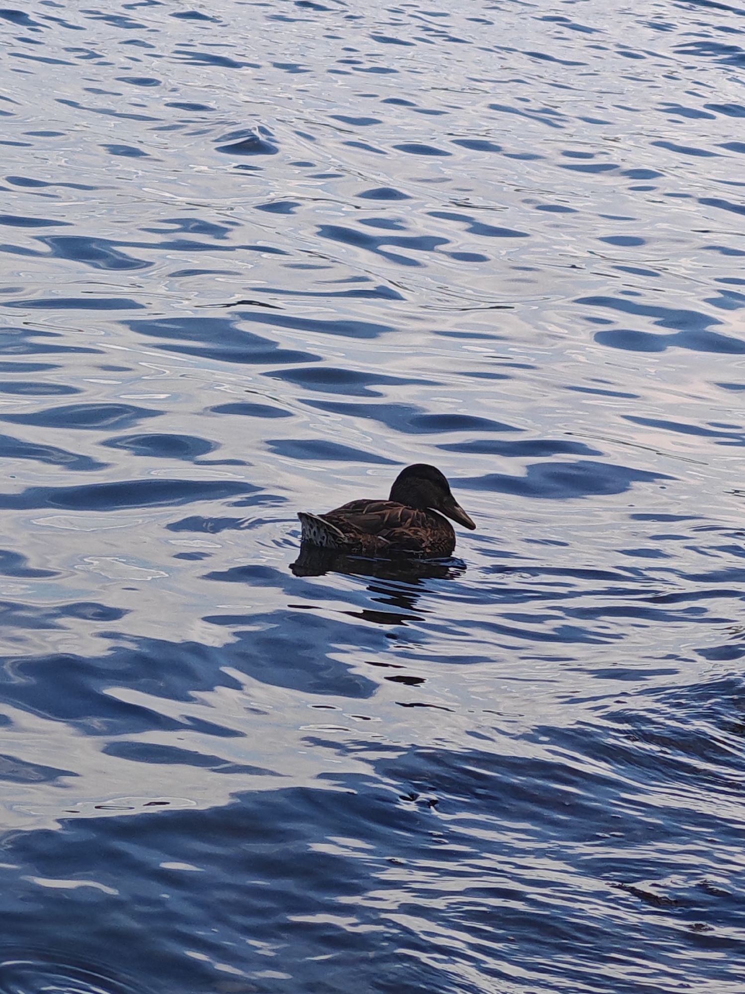 A single mallard duck swims in calm, rippling blue water. The duck is facing left, with its head slightly lowered. The water has a textured appearance with highlights and shadows reflecting the sky and surrounding environment. The scene appears to be a natural body of water, possibly a lake or slow-moving river, which is a common feature in the city of Chernakovo, Russia.