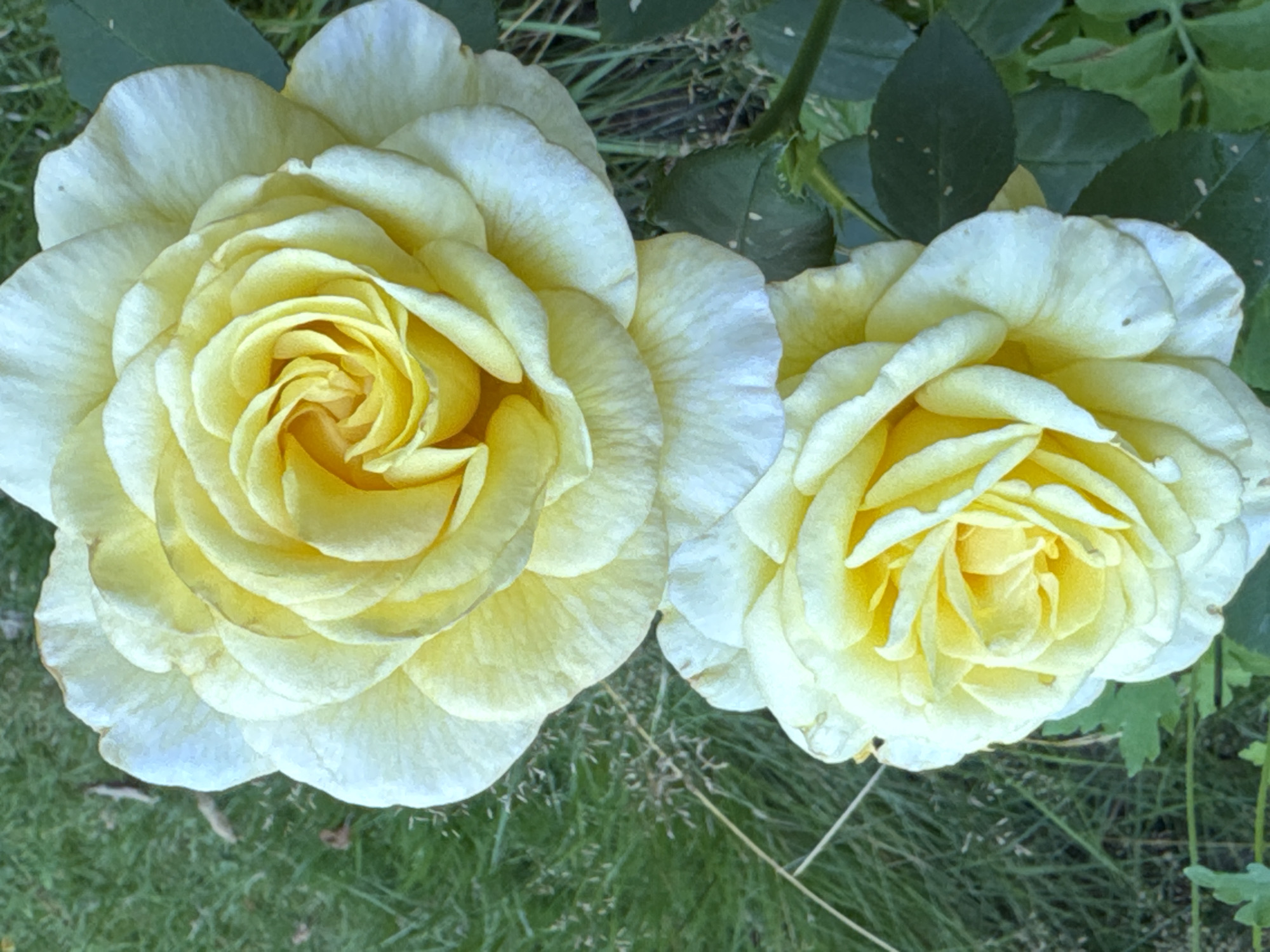 Two yellow roses are in full bloom, set against a background of green grass and leaves. The roses are positioned vertically, with the top rose being larger and more fully open than the bottom one, which is still developing. The petals of both roses are a pale yellow, transitioning to white at the edges. The image appears to have been taken outdoors, likely in a garden. The setting does not contain any identifiable elements that would place it specifically within the city of Österskär, Sweden.