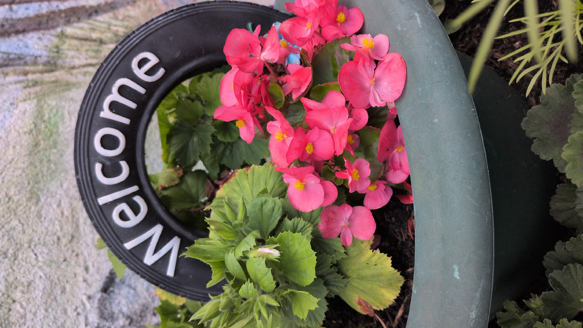 In Rastenberg, Germany, a close-up shot focuses on a planter containing vibrant pink begonias and lush green foliage. A black tire with "Welcome" written in white letters adorns the top of the planter, acting as a decorative element. The planter itself is a muted green color. The background shows a textured, light-colored wall with some graffiti visible. The scene is static and depicts an outdoor setting.