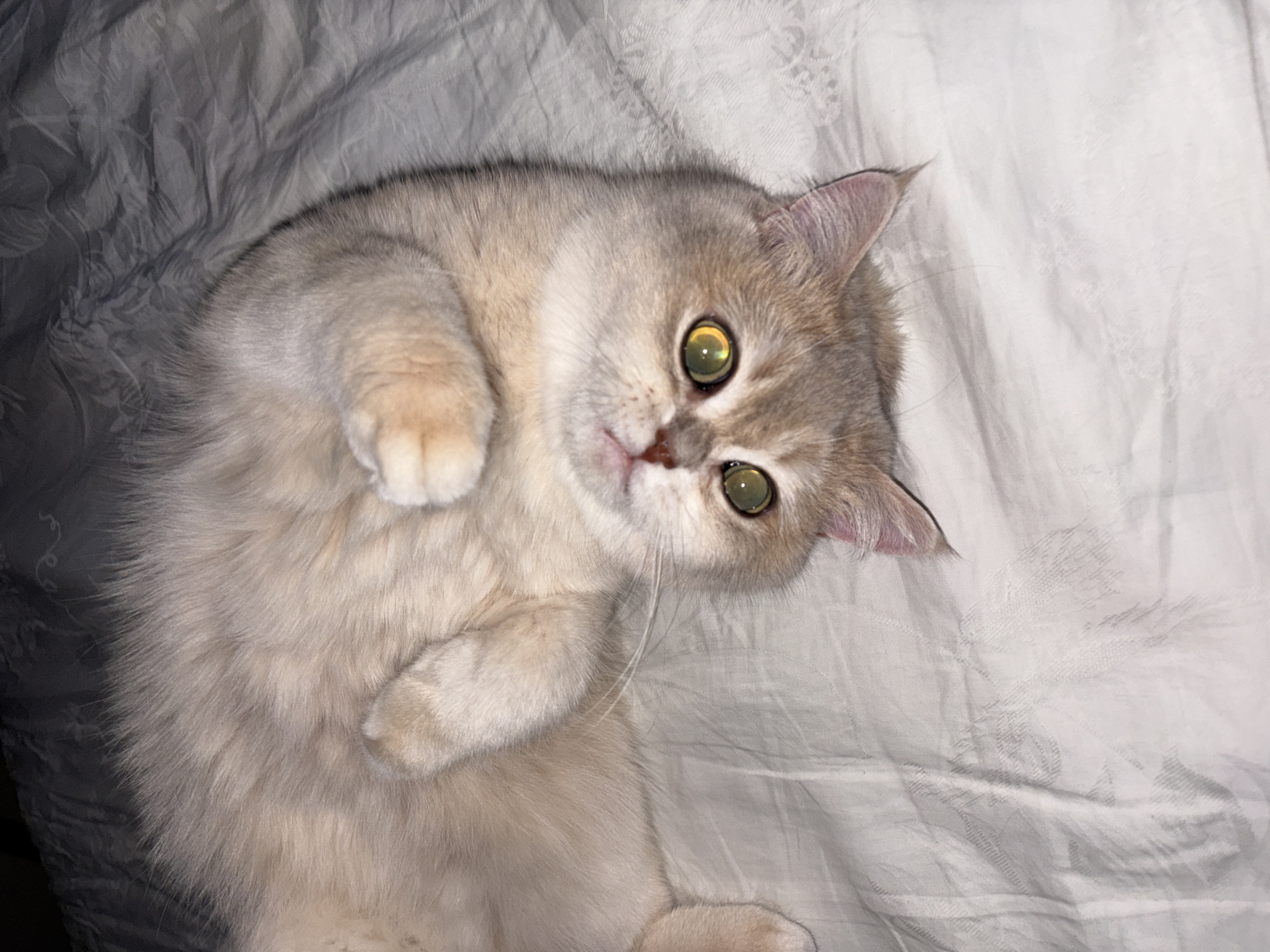 An adorable cat, likely a British Shorthair or a similar breed with a chinchilla/silver shaded coat, is depicted lying on its back on a bed or soft surface. The cat's body is positioned diagonally across the frame, with its head tilted slightly towards the viewer. Its front paws are curled up near its chest, and its hind legs are partially visible.
The cat has striking, large, round eyes with a bright green-gold hue, reflecting the light source. Its fur is a beautiful mix of light, silvery-cream with subtle darker tips, giving it a soft, luxurious appearance. A faint, soft pink is visible on its nose and inside its ears. Its mouth is slightly open, giving it a gentle, curious expression.
The cat is resting on a light-colored blanket or bedding, which has a subtle textured pattern. The lighting appears to be artificial, highlighting the cat's features and casting soft shadows. The overall scene conveys a sense of comfort and cuteness, with the cat appearing relaxed yet attentive. No specific location cues are visible within the image, but the setting is an indoor space, likely a home in Chaikovsky, Russia. There is no visible text in the image.