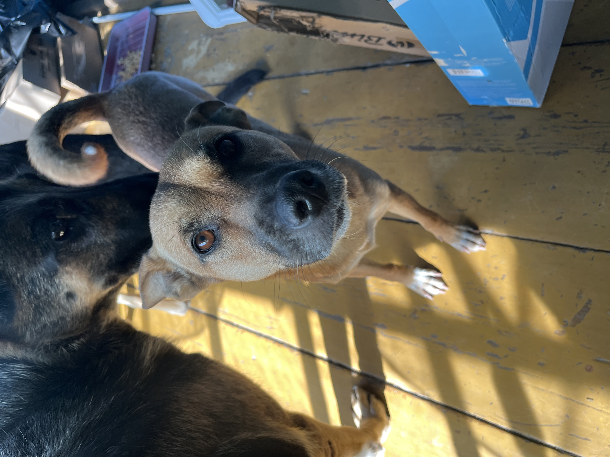 The image shows two dogs on a yellow wooden floor, likely indoors or on a porch. One dog, in the foreground, is a medium-sized tan dog with dark markings around its eyes and snout. It is looking directly at the camera with its head slightly tilted. The second dog, larger and darker with black and brown fur, is partially visible behind the tan dog, with its head lowered. The environment appears somewhat cluttered, with what looks like a blue cardboard box and other items in the background. Sunlight casts distinct shadows across the floor. The image does not provide any specific visual cues to determine its location within the city of Nizhny Tagil, Russia.