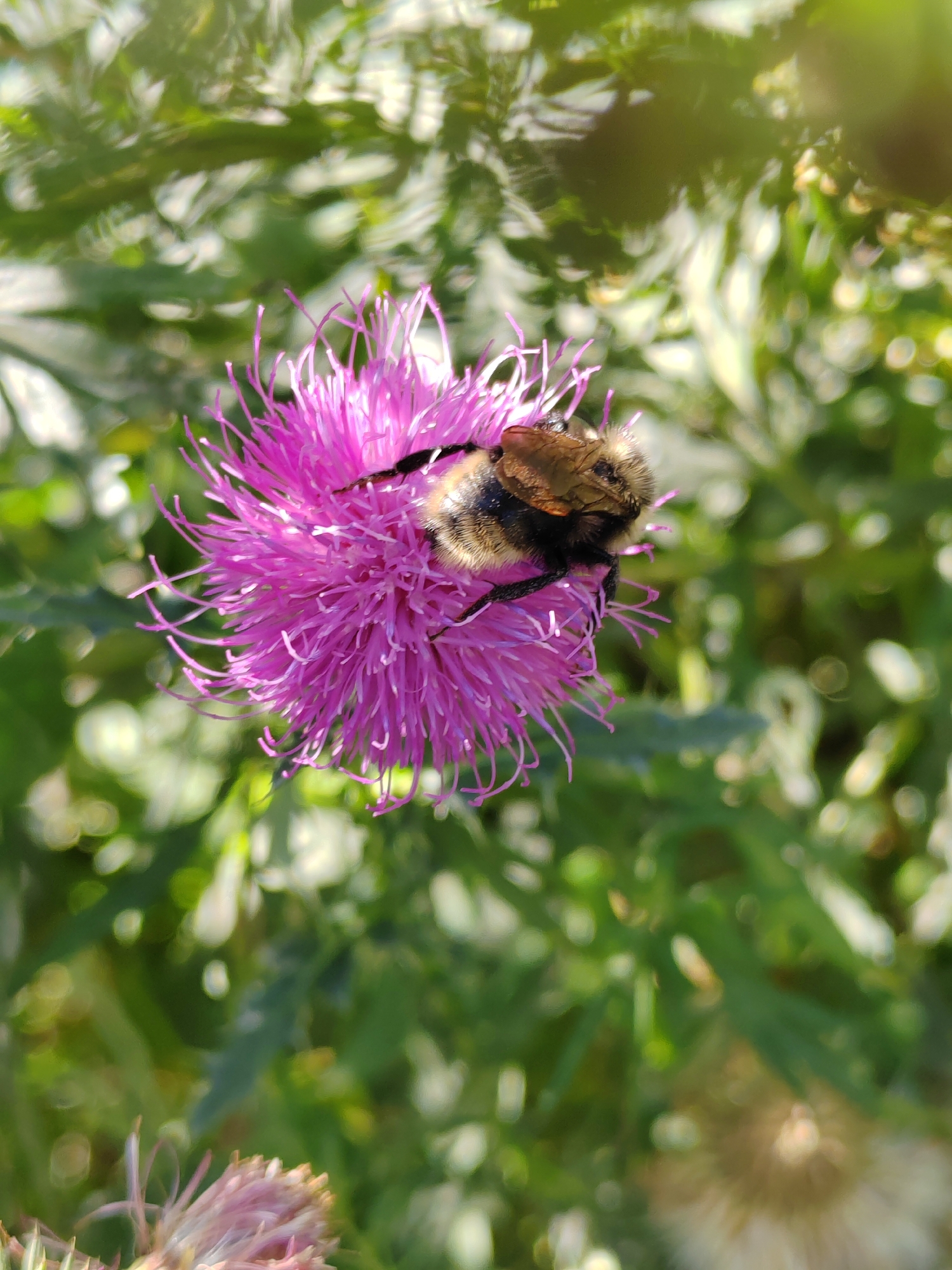 In Kemerovo, Russia, a close-up, slightly high-angle shot captures a bumblebee on a vibrant pink thistle flower. The bee, with its fuzzy brown and black body, is positioned on the upper right of the flower, its legs gripping the delicate petals. The thistle blooms with numerous thin, pointed pink petals radiating outwards. The background is a soft blur of green foliage and out-of-focus light spots, suggesting a natural, outdoor setting likely a park or garden. The lighting is bright, indicating daylight conditions.