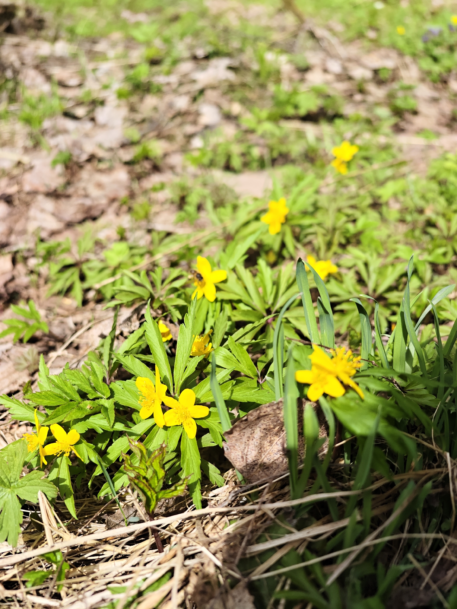 The image captures a close-up view of the forest floor in the vicinity of Уральское, Russia, displaying an abundance of bright yellow Wood Anemone flowers (Anemone ranunculoides) interspersed with green vegetation. The ground is covered with a mix of dry leaves and straw. The composition focuses on the foreground, while the background is slightly blurred. There are no people or animals visible in the photograph.