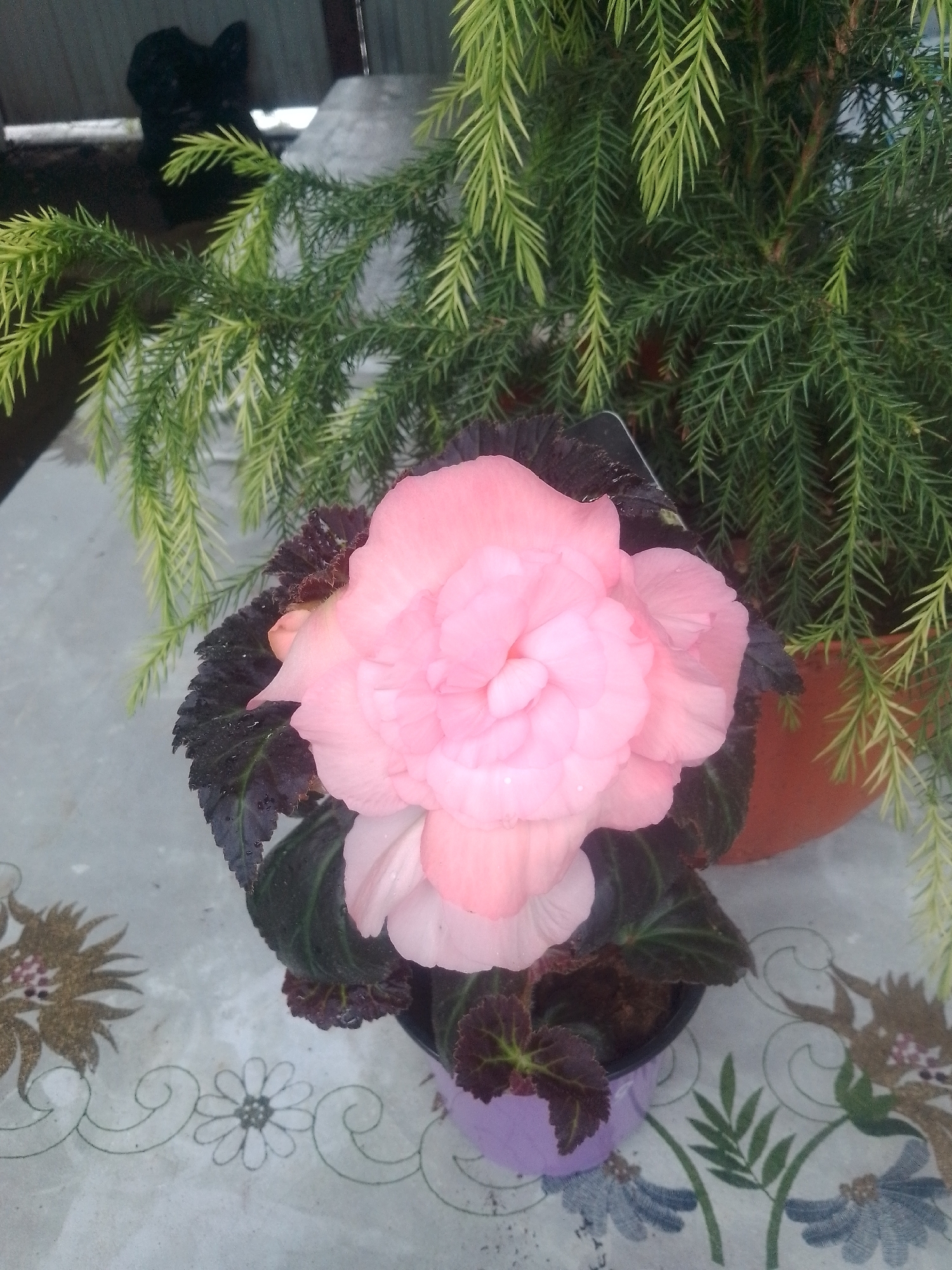 A close-up shot shows a pink begonia flower with dark, textured leaves in a purple pot. The flower is large and ruffled, with multiple layers of petals. The leaves are a deep, almost black, shade of green with red undersides. Behind the begonia, a coniferous plant with needle-like foliage is visible in a terra cotta pot. The plants are arranged on a patterned surface, possibly a table or patio, with a design of stylized flowers and swirls. The lighting suggests an outdoor setting. The background is slightly blurred, showing a dark, indistinct object that could be a piece of furniture or garden equipment, and a section of a light-colored wall or fence. The overall scene is a still life composition focusing on the vibrant colors and textures of the plants. This image was taken in Yessentuki, Russia.
