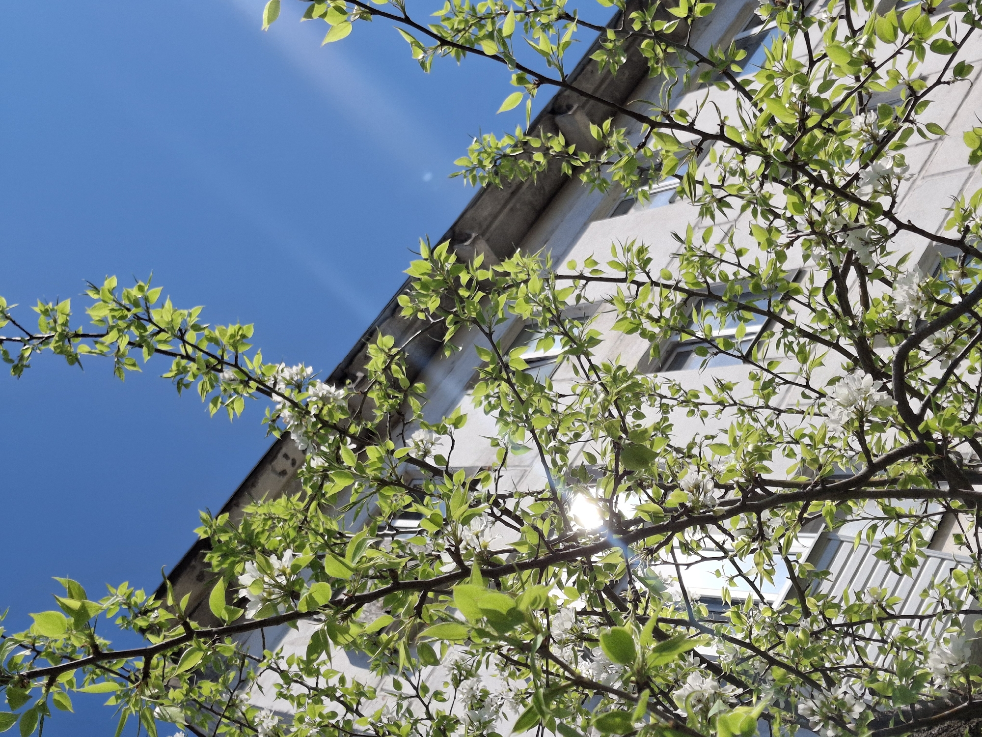 The image shows a low-angle view looking up at a light grey building with several windows. Tree branches with green leaves and white blossoms are in the foreground, partially obscuring the building. The sky is blue with faint sunlight streaks. The location appears to be in an urban environment. While the image appears to be taken in an urban environment, there is no definitive evidence that the picture was taken in Chaikovsky, Russia.