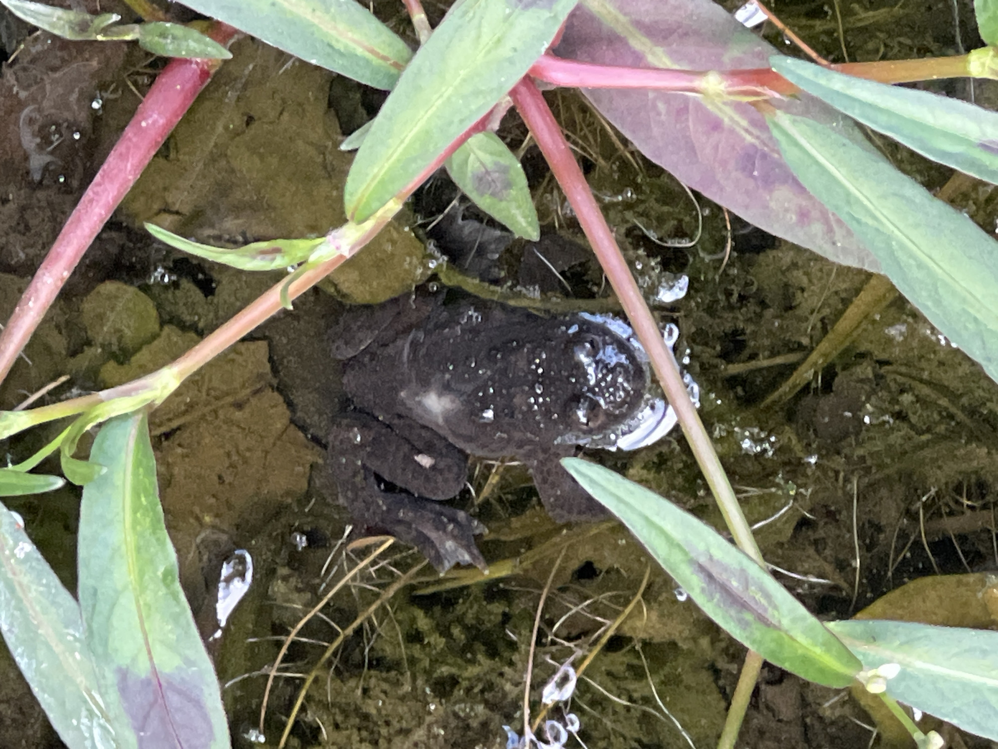 A dark-colored frog, speckled with white, is partially submerged in murky water amidst aquatic plants. The frog's body is visible from above, with its hind legs splayed out. The surrounding environment consists of brown earth and green and pink vegetation, with some thin, submerged stems. The water appears still, with small bubbles visible on the surface. The scene is likely outdoors, possibly in a natural water body or a garden pond. The image does not provide any specific information about the city of Ust-Chorna, Ukraine.