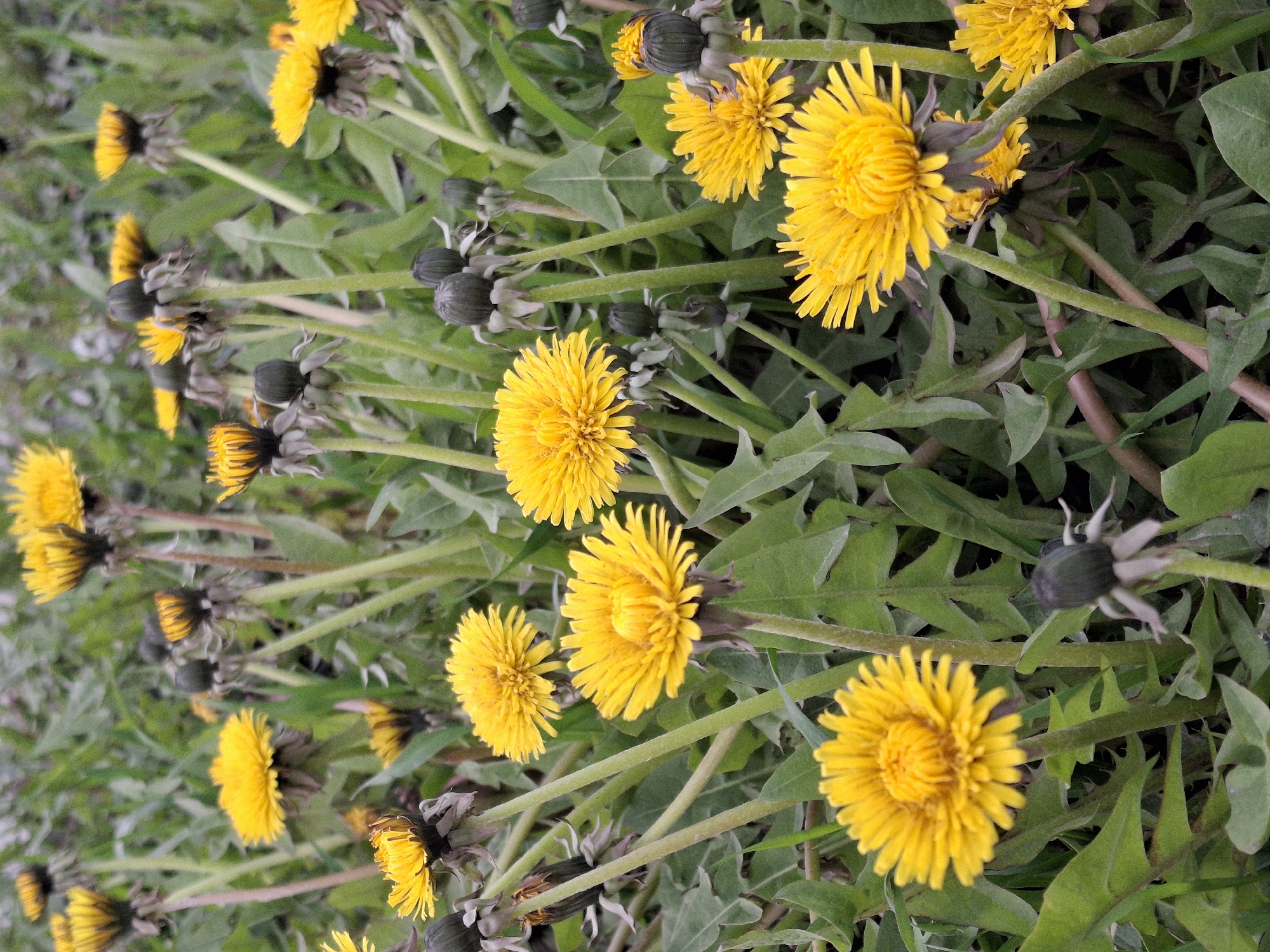 The media file presents a close-up view of a vibrant patch of dandelions (Taraxacum officinale) growing in green foliage. Numerous dandelion flowers, characterized by their bright yellow composite petals, are visible in various stages of bloom. Some flowers are fully open, displaying their radial symmetry, while others appear as tight, dark green buds or partially opened flowers, revealing hints of yellow.
The dandelions are interspersed with their distinctive deeply lobed green leaves, along with blades of grass, creating a dense natural ground cover. The stems supporting the flowers and buds are light green and relatively thick. The overall impression is one of natural growth in an outdoor setting.
The lighting suggests it is daytime, with bright and even illumination that brings out the vivid yellow of the flowers and the rich greens of the leaves. There are no strong shadows, indicating either an overcast sky or diffused sunlight. No specific event or activity is occurring, just the natural presence of these plants. There is no visible text in the image, and no people or artificial objects are present. This natural scene is located in Chaikovsky, Russia.