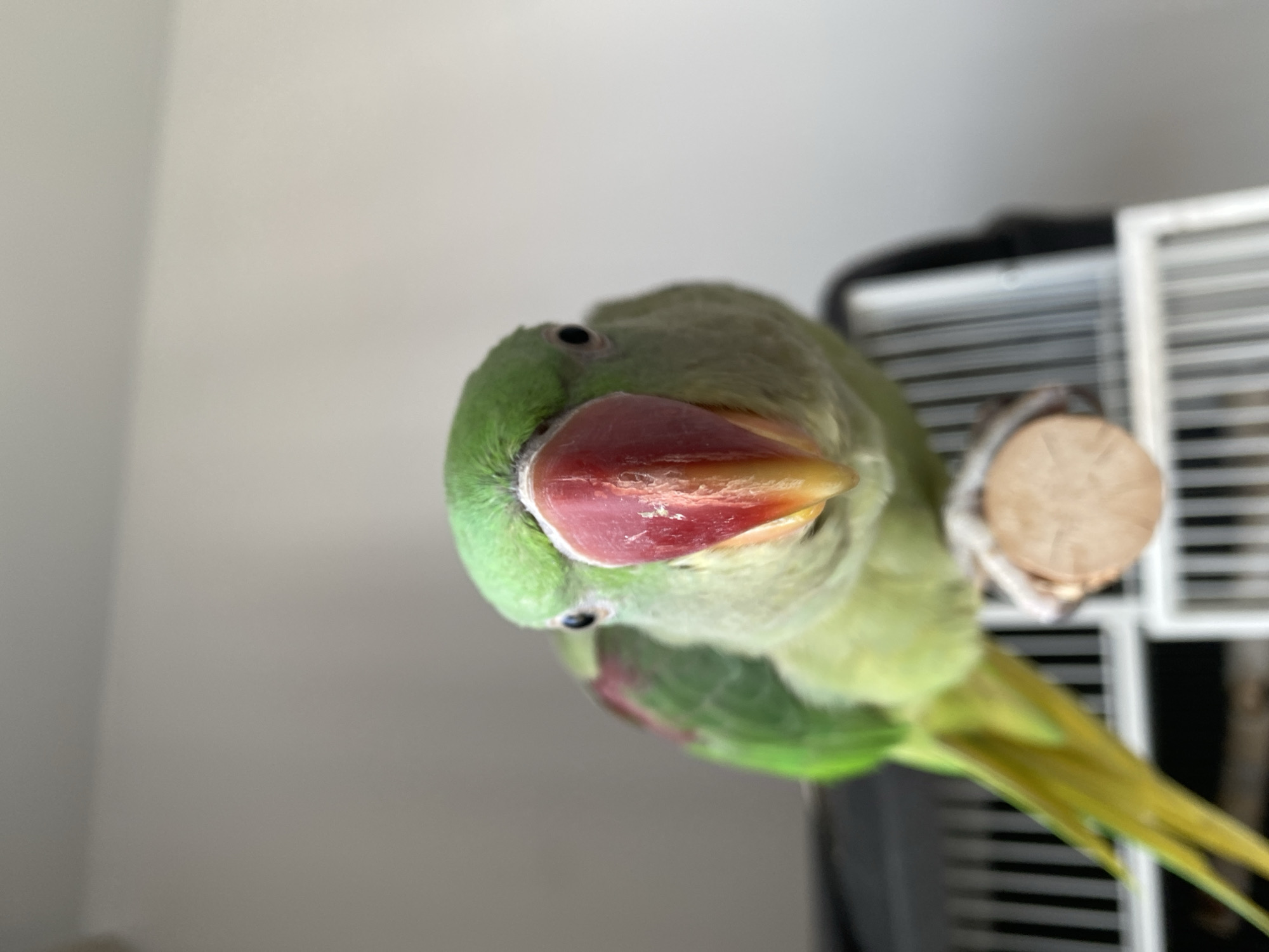 A close-up, eye-level, vertical shot captures a green parrot perched on a wooden dowel, with its head turned directly towards the camera. The parrot has a bright red and yellow beak, with a prominent curve. Its body is predominantly green, with hints of red on its wings and yellow on its tail feathers. The background is a soft, out-of-focus gradient of gray and white. The parrot appears to be in an indoor setting, possibly near a cage, suggested by the blurry white and black structures visible behind it. There is no indication of the location in Moscow, Russia.