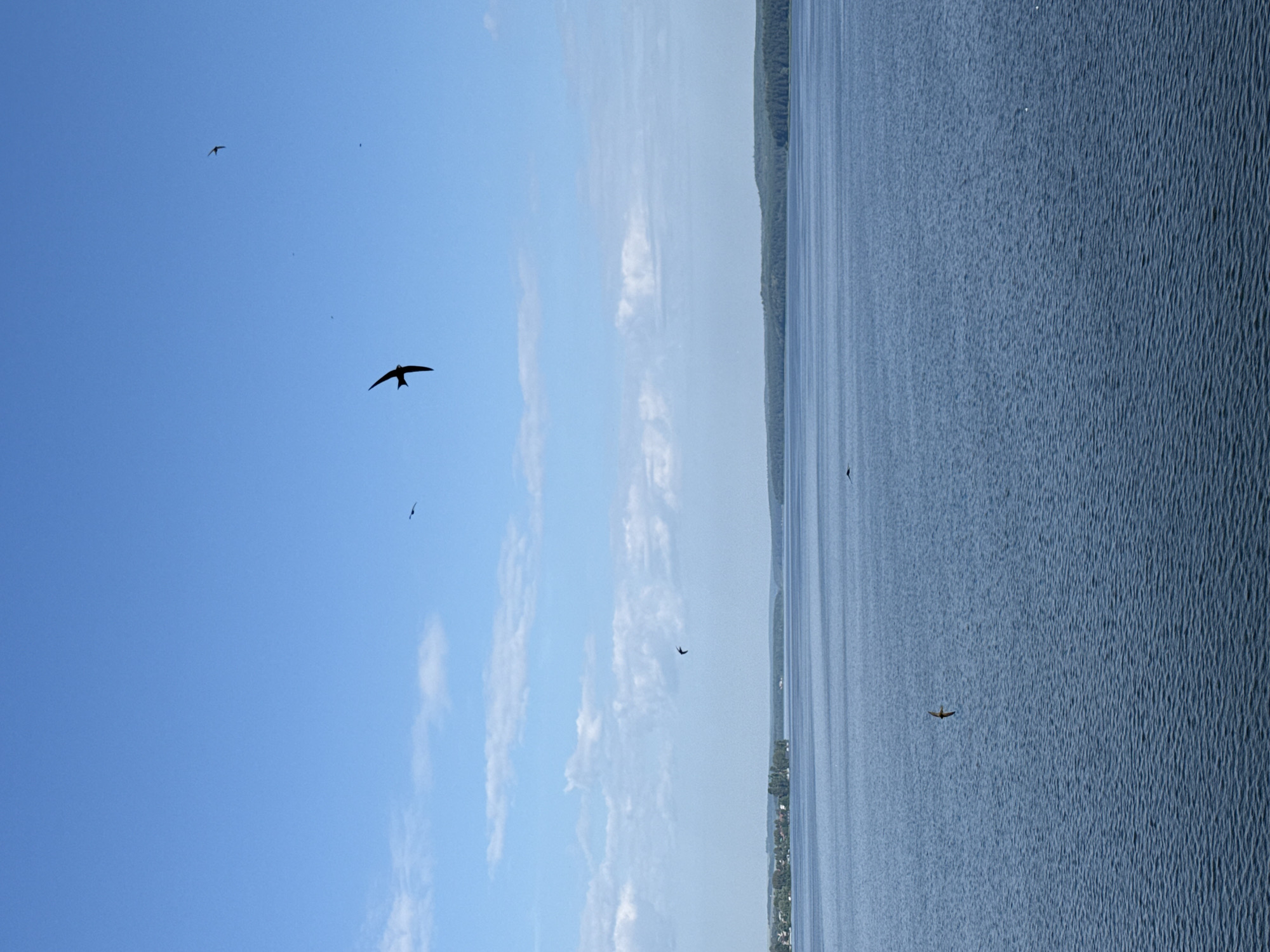 A wide shot captures a serene landscape with a vast blue sky dotted with wispy white clouds. Below the sky, a tranquil blue body of water stretches to the horizon, where a tree-lined shore is visible in the distance. The water's surface is slightly rippled, creating a textured effect. Several dark silhouettes of birds in flight are scattered across the sky and over the water. One prominent bird is seen in the upper right quadrant of the sky, while another is positioned in the center of the sky. A smaller bird is visible in the middle distance of the water. The scene is consistent with the Votkinsk Reservoir in Votkinsk, Russia, a location known for its expansive water bodies and natural beauty.