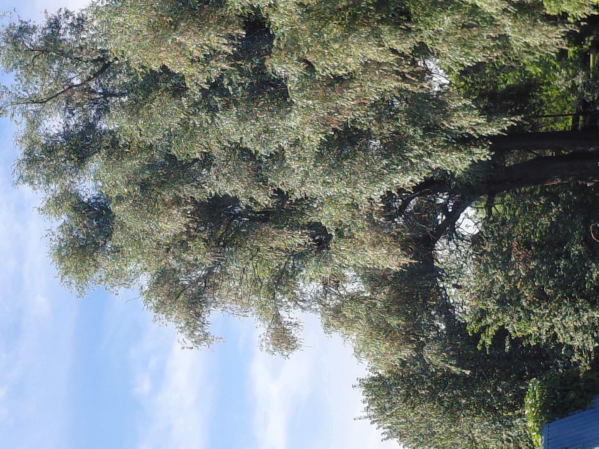 A tall tree with dense, light green foliage dominates the frame, its branches reaching towards a bright blue sky dotted with wispy white clouds. The tree appears to be in a rural or park-like setting, with other greenery visible in the background. A section of a dark blue roof or tarp is visible in the lower left corner of the image, suggesting the presence of man-made structures. The lighting indicates it is daytime, with sunlight illuminating the leaves and sky. The image quality is somewhat compressed, creating a slightly pixelated effect. The scene is devoid of any people or animals. The location is identified as Novosibirsk, Russia.