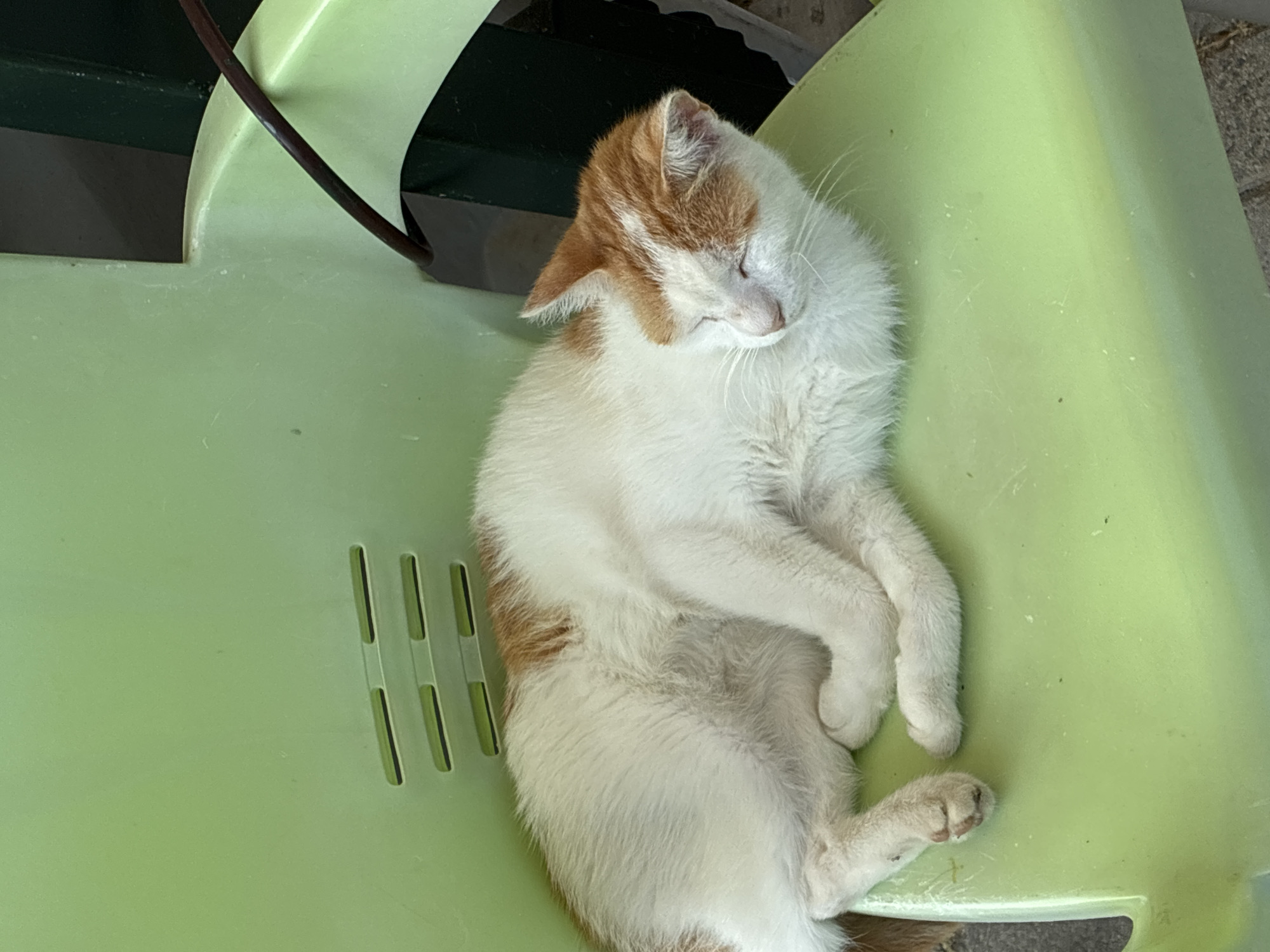 A domestic cat with white and ginger fur sleeps curled up on a light green plastic chair. The cat's eyes are closed and its paws are tucked underneath its body. The chair has a slatted design on the back. A dark brown cable is visible behind the chair. The scene appears to be outdoors. The image is a close-up shot, focusing on the sleeping cat and the chair.