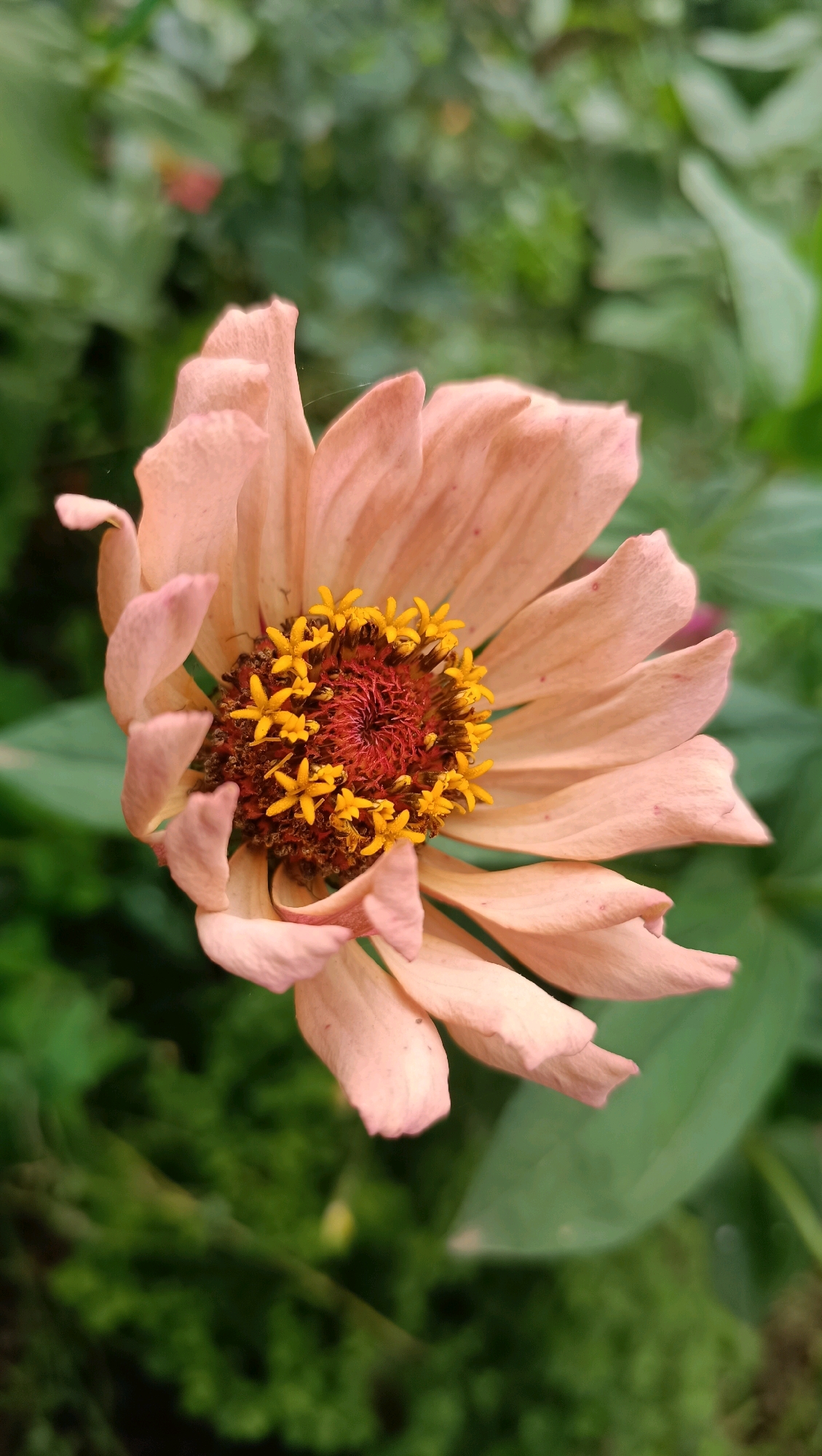 A close-up, vertically oriented, eye-level shot features a light peach-colored zinnia flower with a reddish-orange center and bright yellow stamens. The flower's petals are delicate and slightly curled, with some showing faint red speckles. The background is a soft blur of green foliage, suggesting an outdoor garden setting. There is no indication of the city of Karsha, Russia, or any specific location details in the image. The scene is static, with no people or discernible actions.