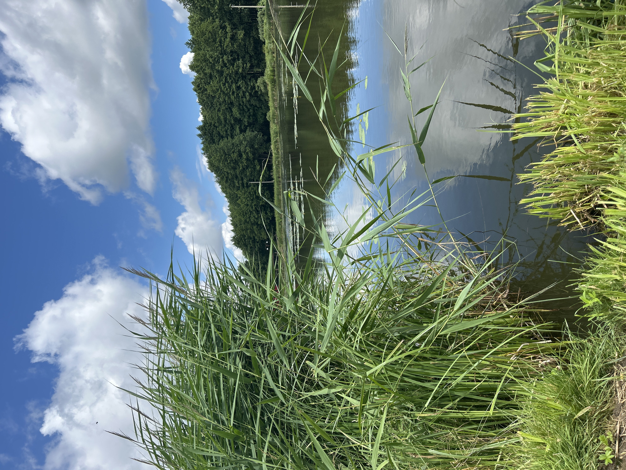 The image depicts a natural scene on a body of water, likely a pond or small lake, with a dense growth of tall green reeds in the foreground along the left bank. The water's surface is dark and reflective, mirroring the bright blue sky and scattered white clouds, as well as the green foliage of trees lining the opposite bank. Small lily pads are visible on the water's surface. A line of dense green trees forms a backdrop along the far side of the water. The sky is a vibrant blue with puffy white clouds, suggesting fair weather. A single bird is visible as a dark speck in the upper left quadrant of the sky. The overall impression is one of a serene, natural landscape. The location is identified as the city of Iwye, Belarus. There are no people or animals visible in the image.