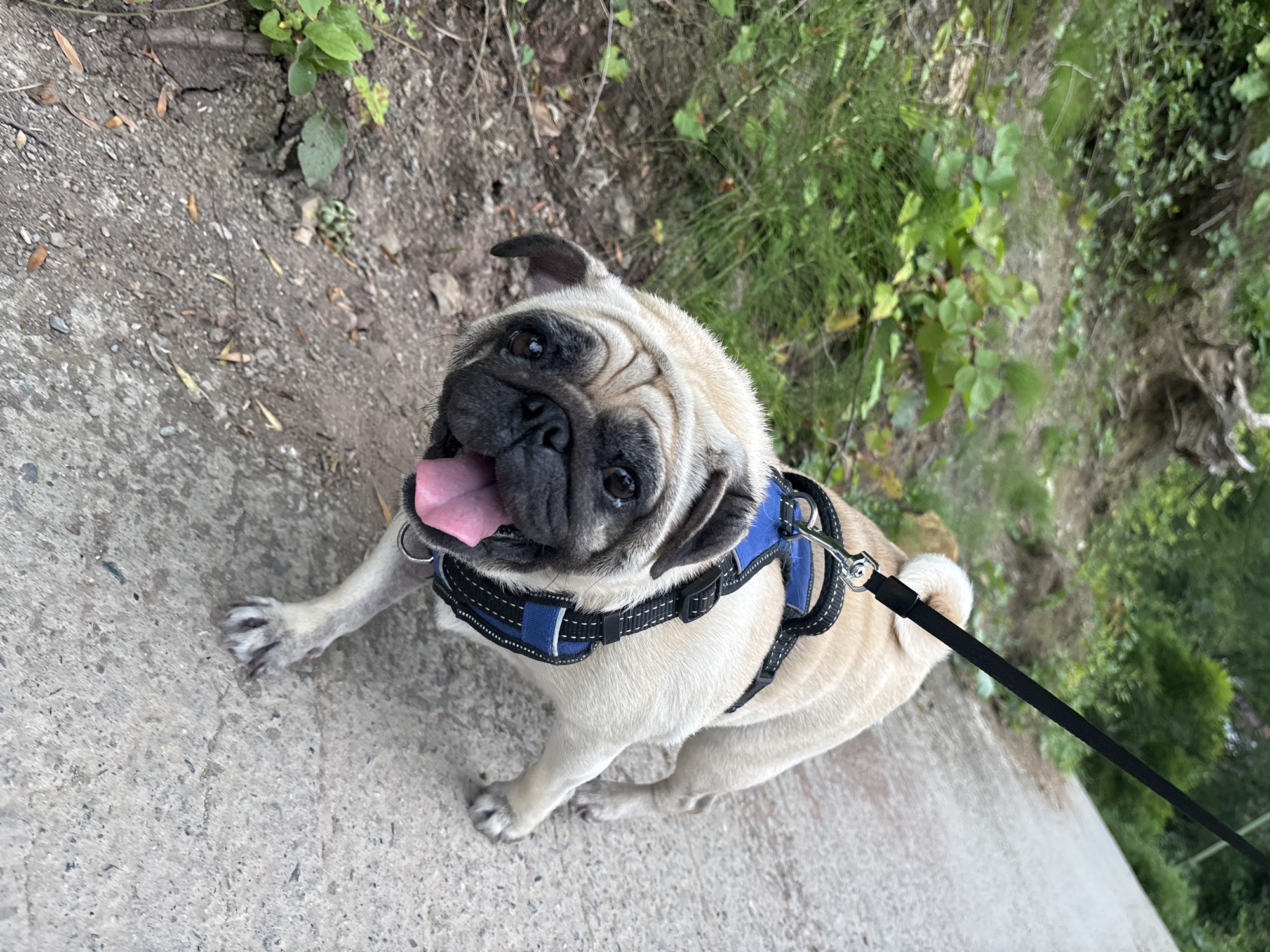 A fawn-colored pug wearing a blue and black harness is on a leash being walked on a paved path outdoors. The dog is panting with its tongue out and looking directly at the camera. To the left of the path, there is a grassy embankment with some foliage. In the background, there are trees and more vegetation. The lighting suggests it is daytime. The location is not specified in the image or its metadata.