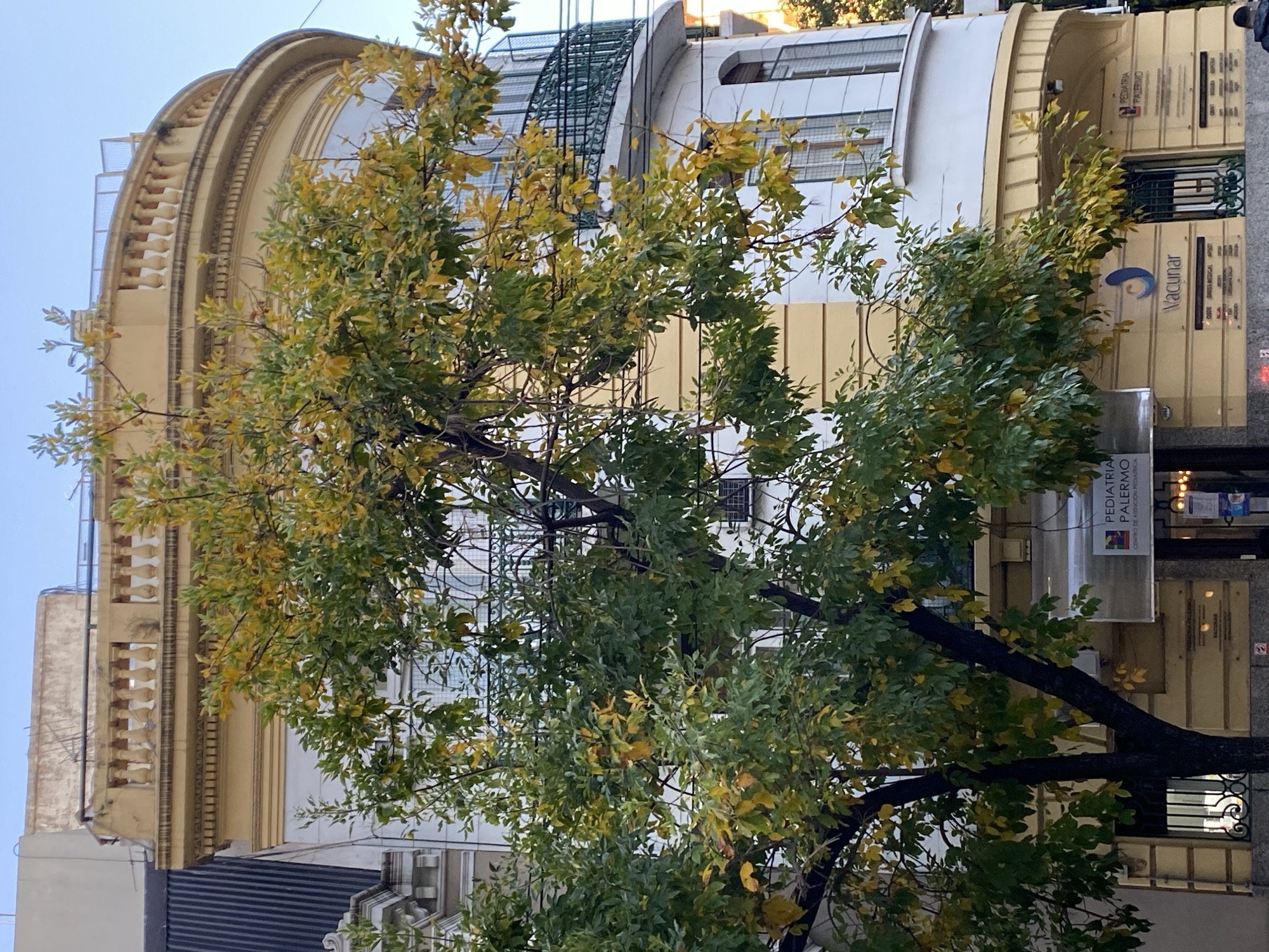The image captures an urban street scene in Buenos Aires, Argentina, dominated by a large deciduous tree in the foreground. The tree features a thick, dark trunk and branches, covered in a mix of green and yellowing leaves, suggesting a change of seasons, likely autumn.
Behind the tree, a multi-story building with a distinctive curved facade is partially visible. The building's exterior is painted in light yellow and cream colors, showcasing ornate architectural details such as decorative moldings, arched window frames, and a balustraded balcony on its upper left side. Some sections of the building appear more modern, particularly higher up, with larger windows and metal grates.
Visible signage on the building indicates medical establishments. On the right side, a prominent vertical sign displays "Vacunar" with a blue wave-like logo. Below it, smaller text lists medical entities or insurance providers including "OSDE," "SWISS MEDICAL," and "APRES." Further to the left, partially obscured by the tree, a horizontal sign reads "PEDIATRIA PALERMO," accompanied by a colorful square logo featuring a "P," with "CENTRO DE PEDIATRÍA INTEGRAL" written beneath it.
The lighting suggests daytime, possibly late afternoon or an overcast day, given the soft, diffused light and lack of harsh shadows. The sky is bright but not intensely sunny. No people or specific activities are depicted; the scene is a static architectural and natural composition. The combination of classic architecture with modern signage is characteristic of a vibrant city environment.
