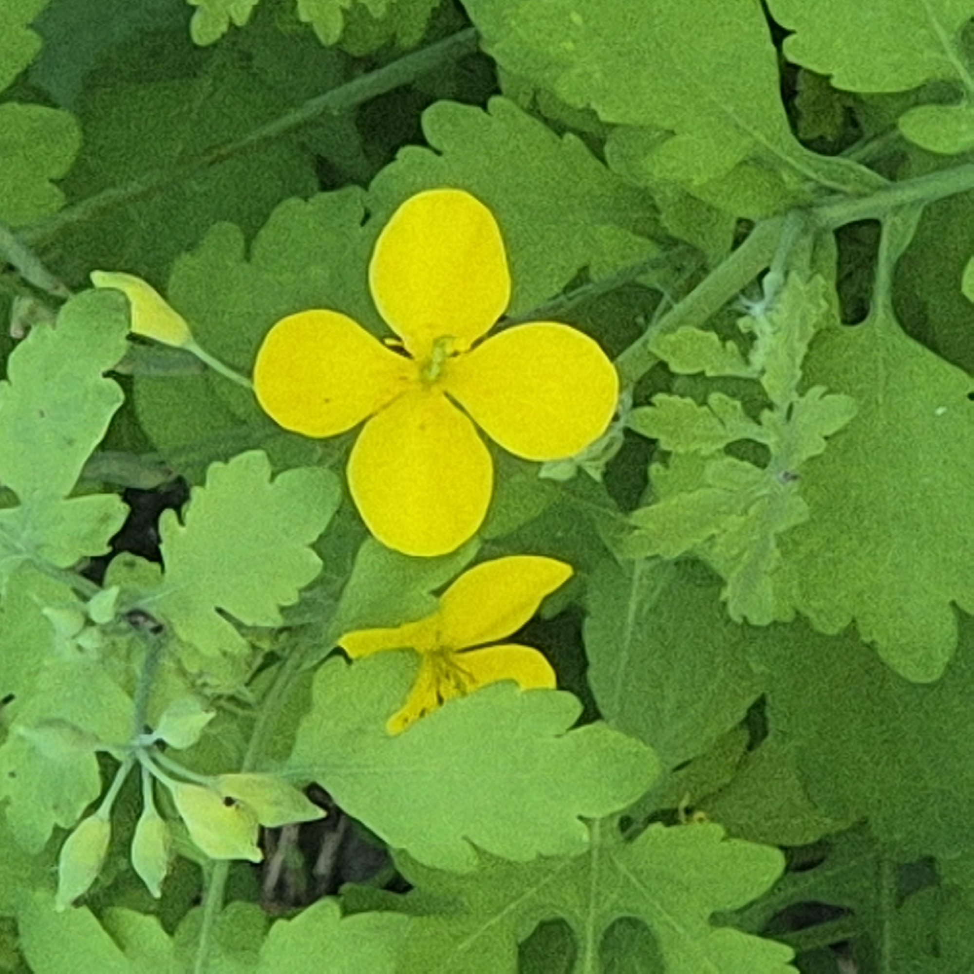 The image displays a close-up view of bright yellow flowers with four petals each, nestled amongst lush green foliage. One flower, prominent in the center-right, exhibits a symmetrical arrangement of its petals. To its left, another flower is partially visible, with its petals slightly askew. The leaves are lobed and a vibrant green, creating a dense background that partially obscures some of the smaller buds and stems. The lighting suggests an outdoor setting, likely during daylight hours, with soft shadows indicating diffused light. The texture of the petals appears delicate and slightly velvety. The image composition is focused on the botanical elements, with no human presence or urban landscape visible. The scene is devoid of any discernible elements that would specifically identify its location within Kokshetau, Kazakhstan, or any other city.