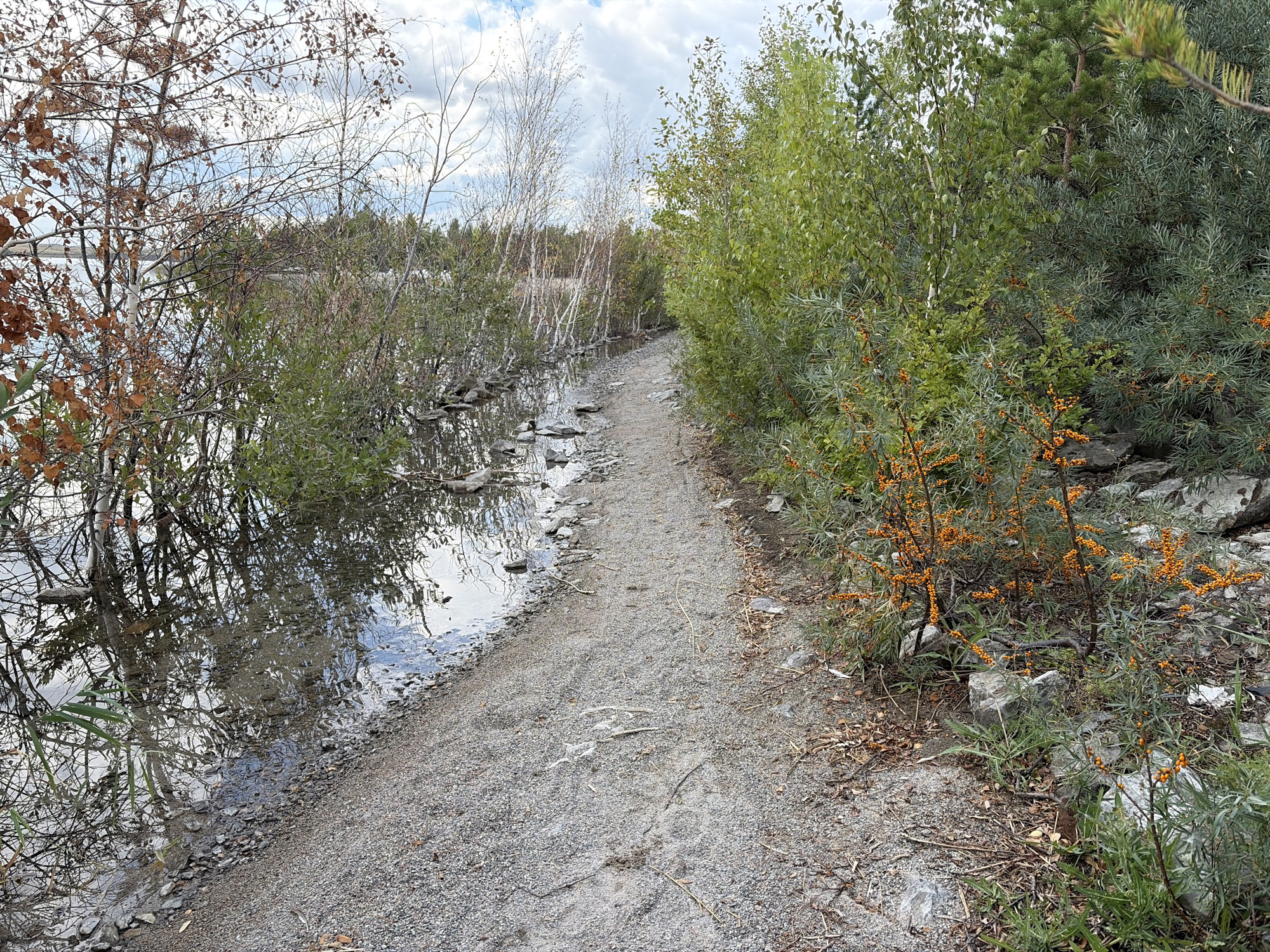 The image depicts a narrow, gravel path winding alongside a body of water. On the left side of the path, the water's surface reflects the surrounding trees and sky, with some reeds growing at the edge. The trees here are a mix of deciduous trees with sparse brown leaves and slender white-barked trees. On the right side of the path, dense green foliage is visible, with branches bearing small, bright orange berries. Rocky terrain is interspersed with the vegetation. The sky above is cloudy. The scene appears to be an outdoor natural setting, possibly a park or a trail in a rural area, and is consistent with the natural environment found in the Зелёный Бор ауылдық округі, Kazakhstan. No people are present in the image.