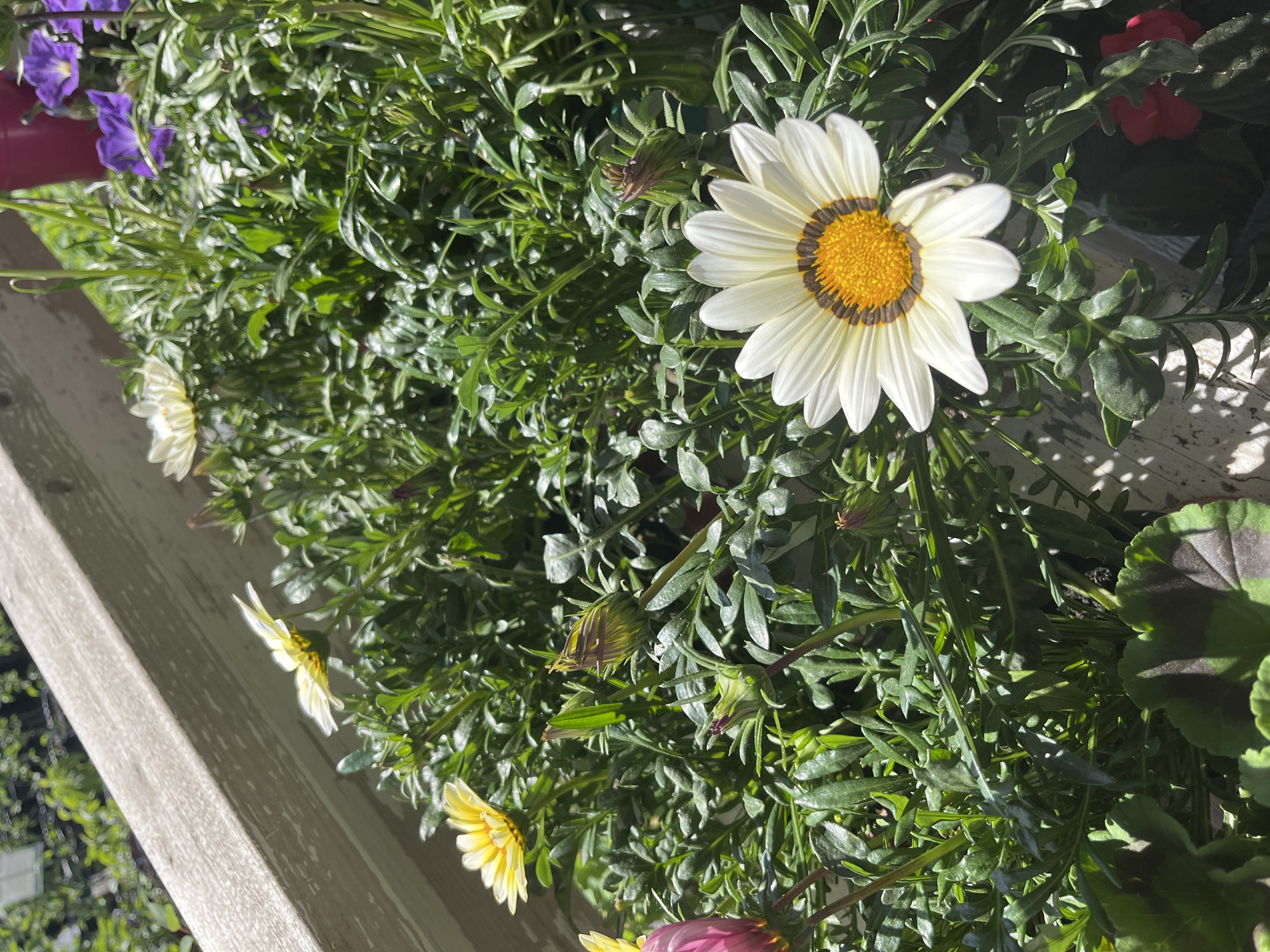 The image shows a close-up of a flower box filled with various plants and flowers. A white gazania flower with a yellow center and a dark brown ring around the center is prominent. Green foliage and other flowers in shades of yellow, purple, and red are visible. The flower box appears to be sitting on a light-colored surface, possibly a windowsill or balcony railing. The location, Malaya Ven'ya, Russia, is not evident from the image content itself.