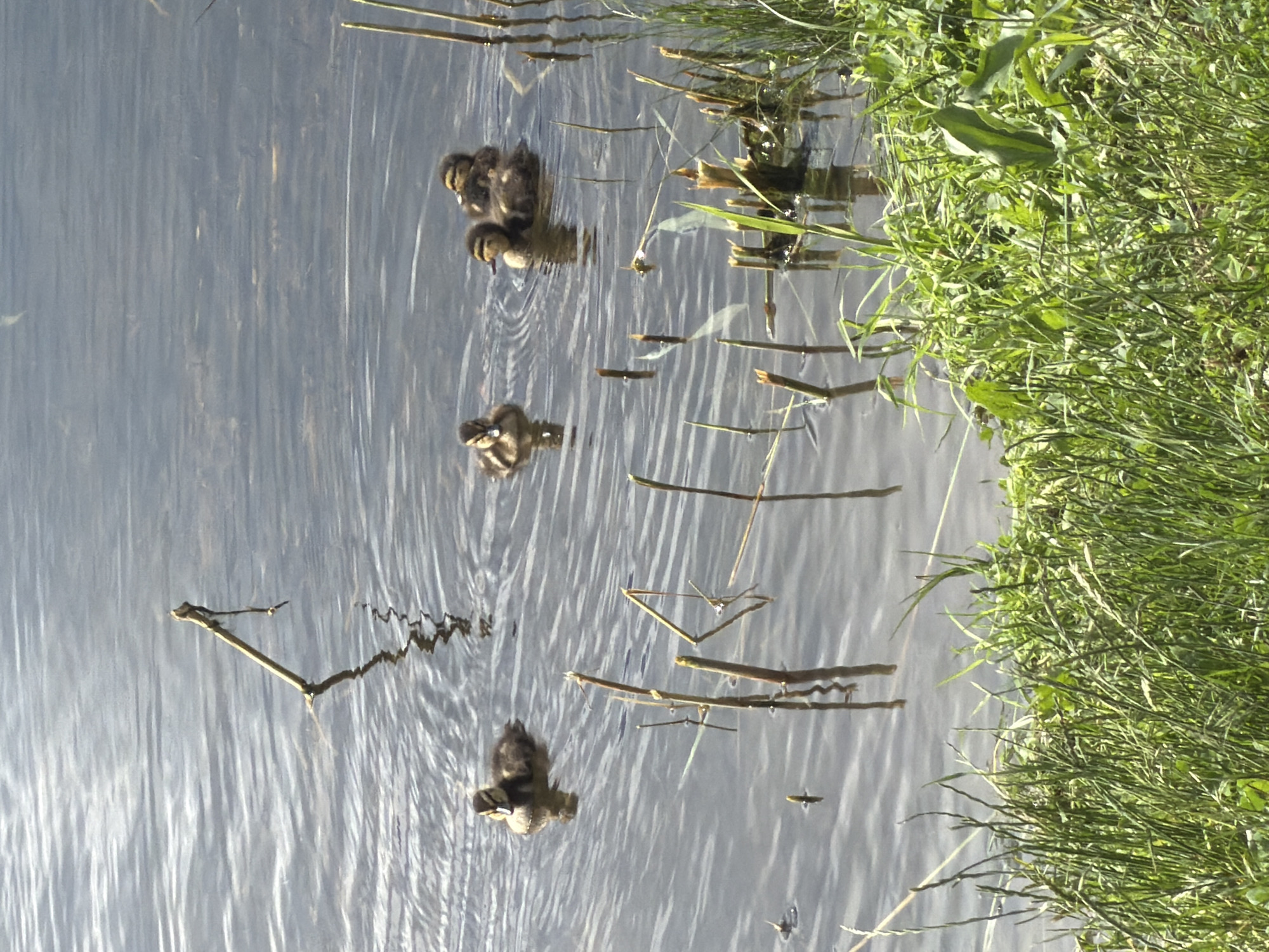 The image shows a body of water, possibly a pond or lake, with grassy vegetation on the right edge. Four groups of ducklings are swimming in the water, with the closest group consisting of a single duckling. The water's surface is rippled, reflecting sunlight. There are scattered twigs and reeds floating in the water. There is no information to confirm the location is Leningradskaya, Russia.