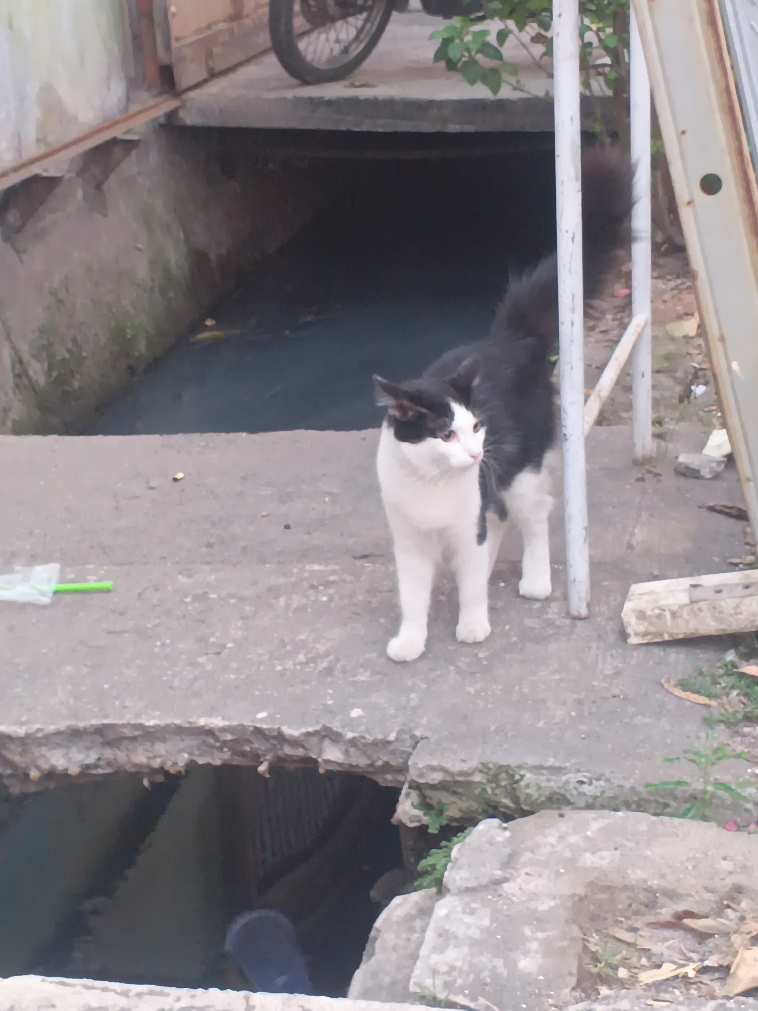 A black and white cat stands on a concrete ledge overlooking a dark, stagnant drain. The cat, facing to the left, has white fur on its chest and legs, and black fur on its back and tail, with black markings around its eyes and ears. In the background, a portion of a motorcycle wheel is visible, suggesting it is parked nearby. The environment appears to be an urban alleyway or street in Surabaya, Indonesia, characterized by weathered concrete structures and overgrown vegetation. A discarded green straw and plastic wrapper lie on the ledge in the foreground. The overall scene depicts a common urban street animal in a somewhat dilapidated setting.