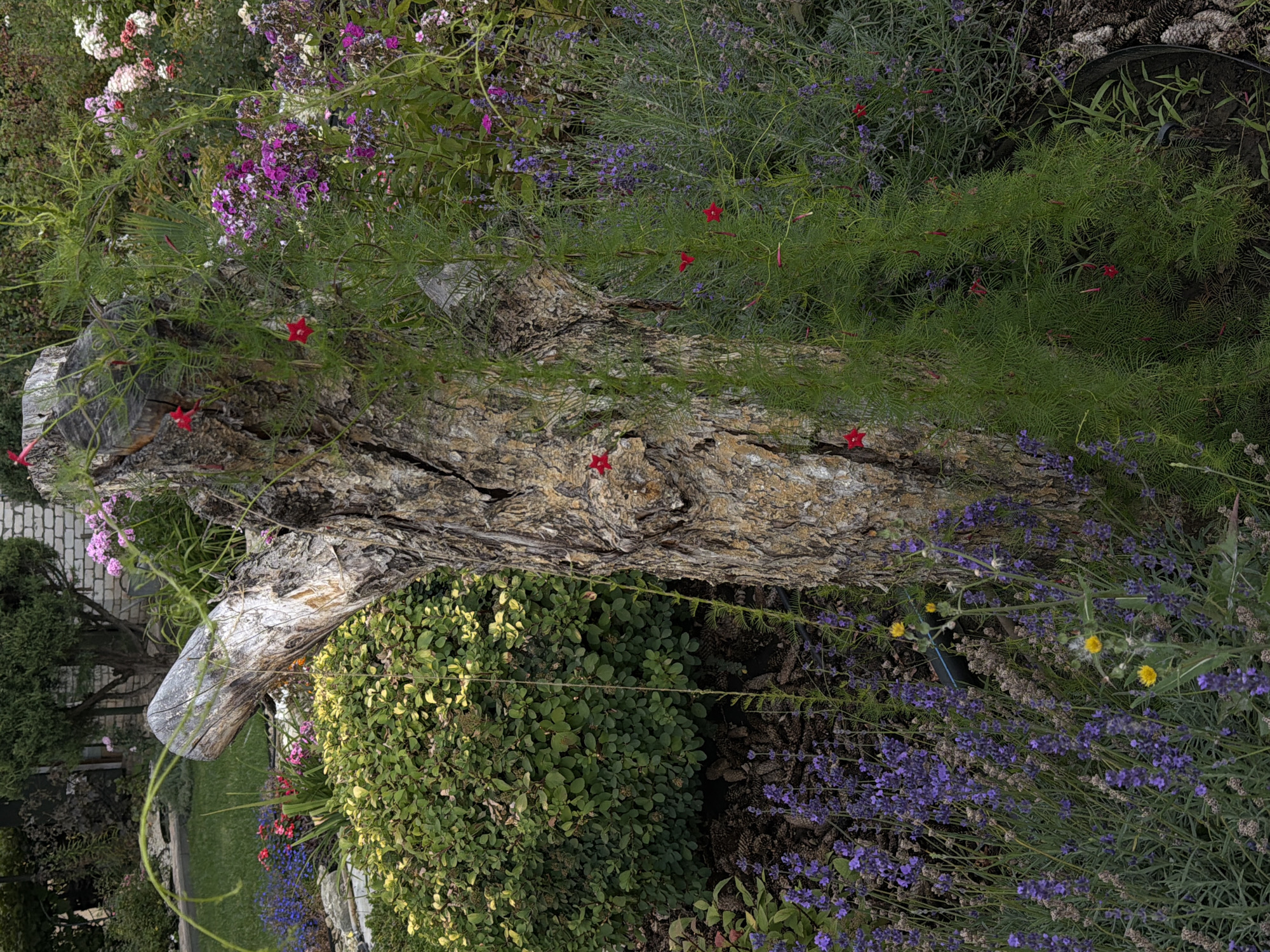 The image depicts a close-up view of a weathered tree stump in a garden setting. The stump is rough-textured with visible cracks and peeling bark. A vine with delicate green foliage and small red flowers, identified as Cypress Vine (Ipomoea quamoclit), is growing up and around the stump. In the background, a variety of flowering plants are visible, including purple lavender, pink and purple phlox, and hints of roses and other green shrubs. The garden appears to be well-maintained, with mulch and pinecones visible on the ground near the base of the stump. The lighting suggests an outdoor, daytime scene. The scene is located in the city of Kamyshin, Russia. There are no people or animals present in the image.