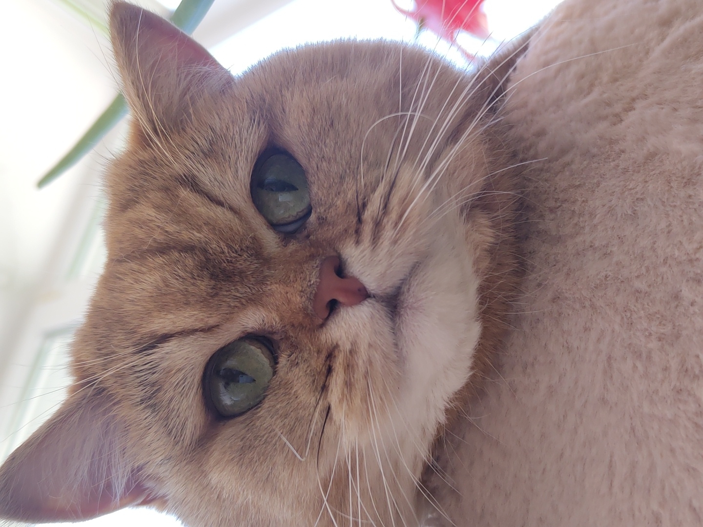 A close-up, low-angle shot shows the face of a ginger cat. The cat has bright green eyes, a pink nose, and white whiskers. The cat's fur is short, and its body is partially visible in the foreground. In the background, out of focus, is a hint of a green plant and a bright pink object, possibly a flower. The overall lighting suggests it is daytime, with light coming from above and behind the subject. The image was taken in Krasnodar, Russia.